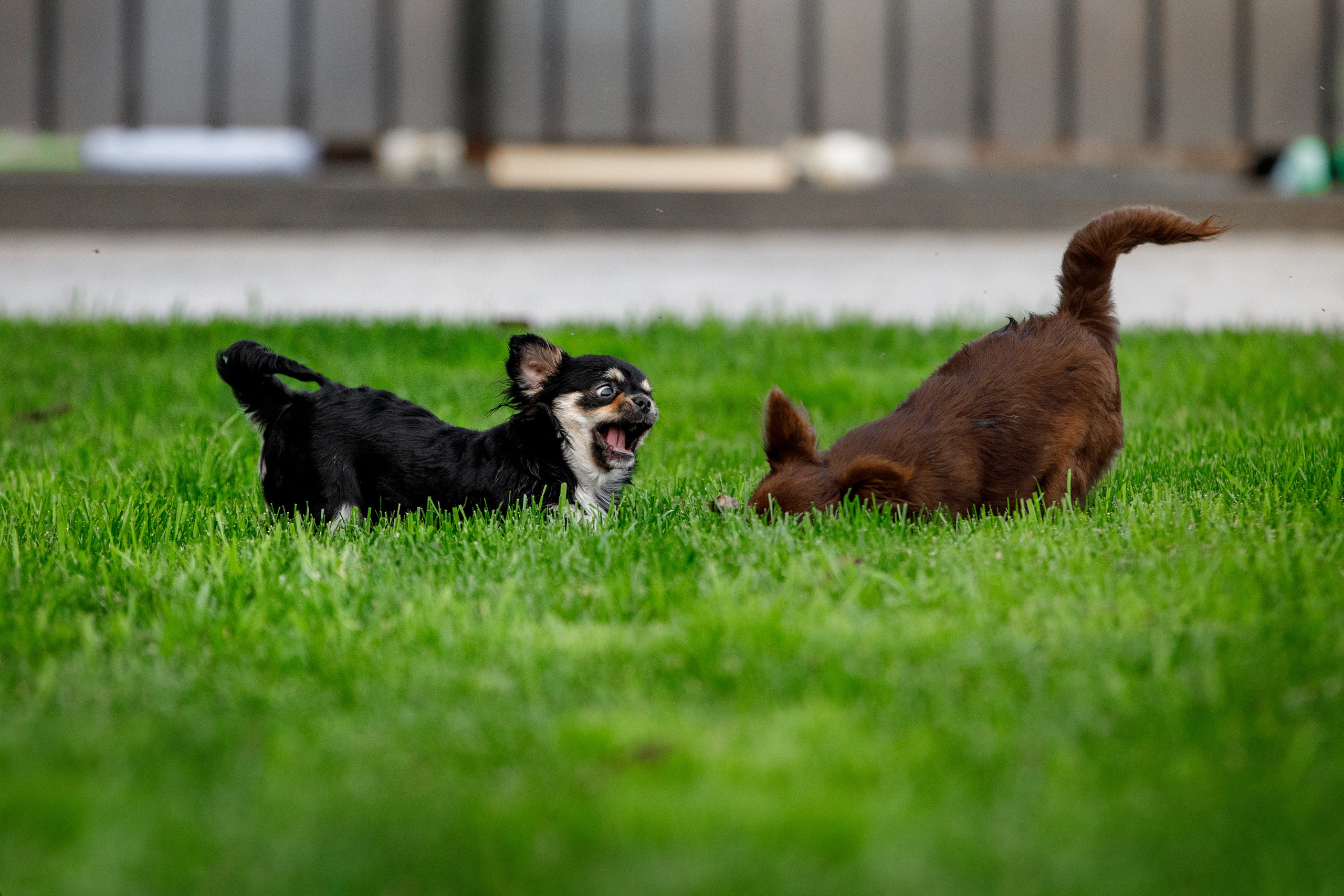 Болтовня в саду. О нас