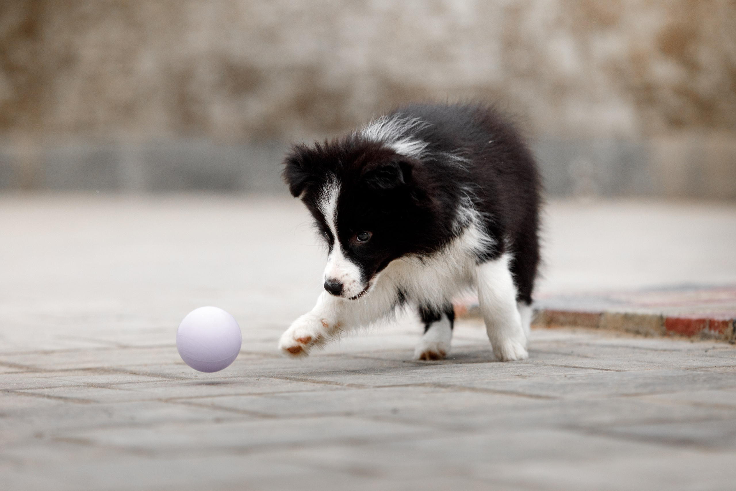 Болтовня в саду. О нас