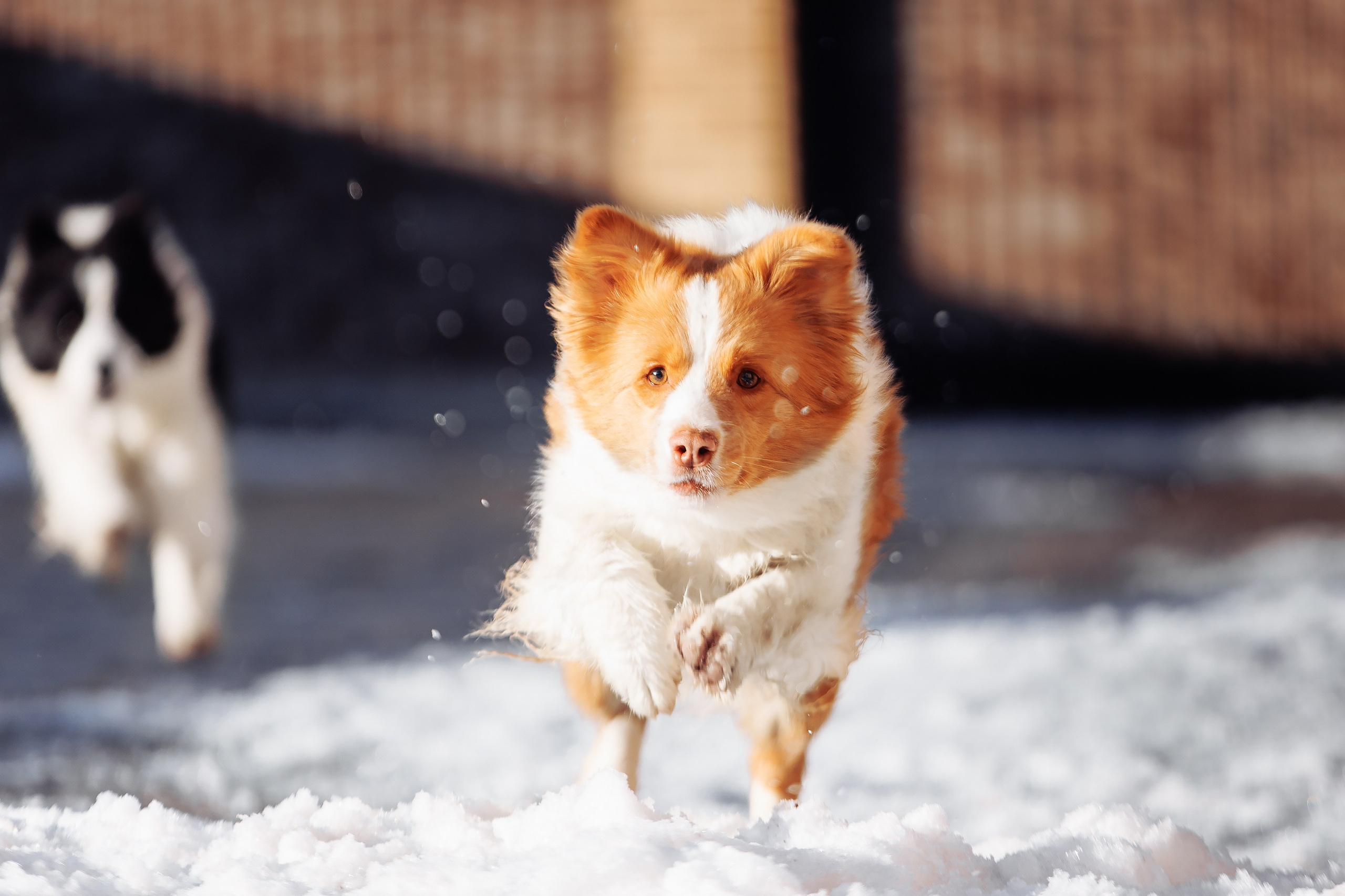 Пока таяло. О нас