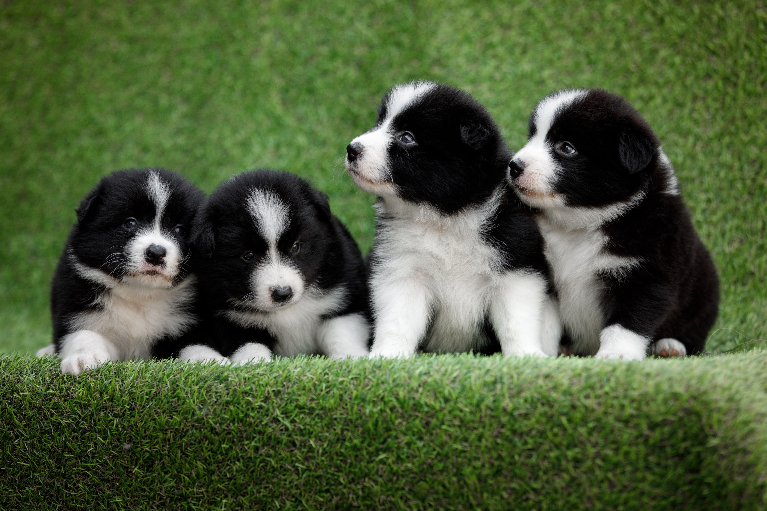 Смешарики. О нас