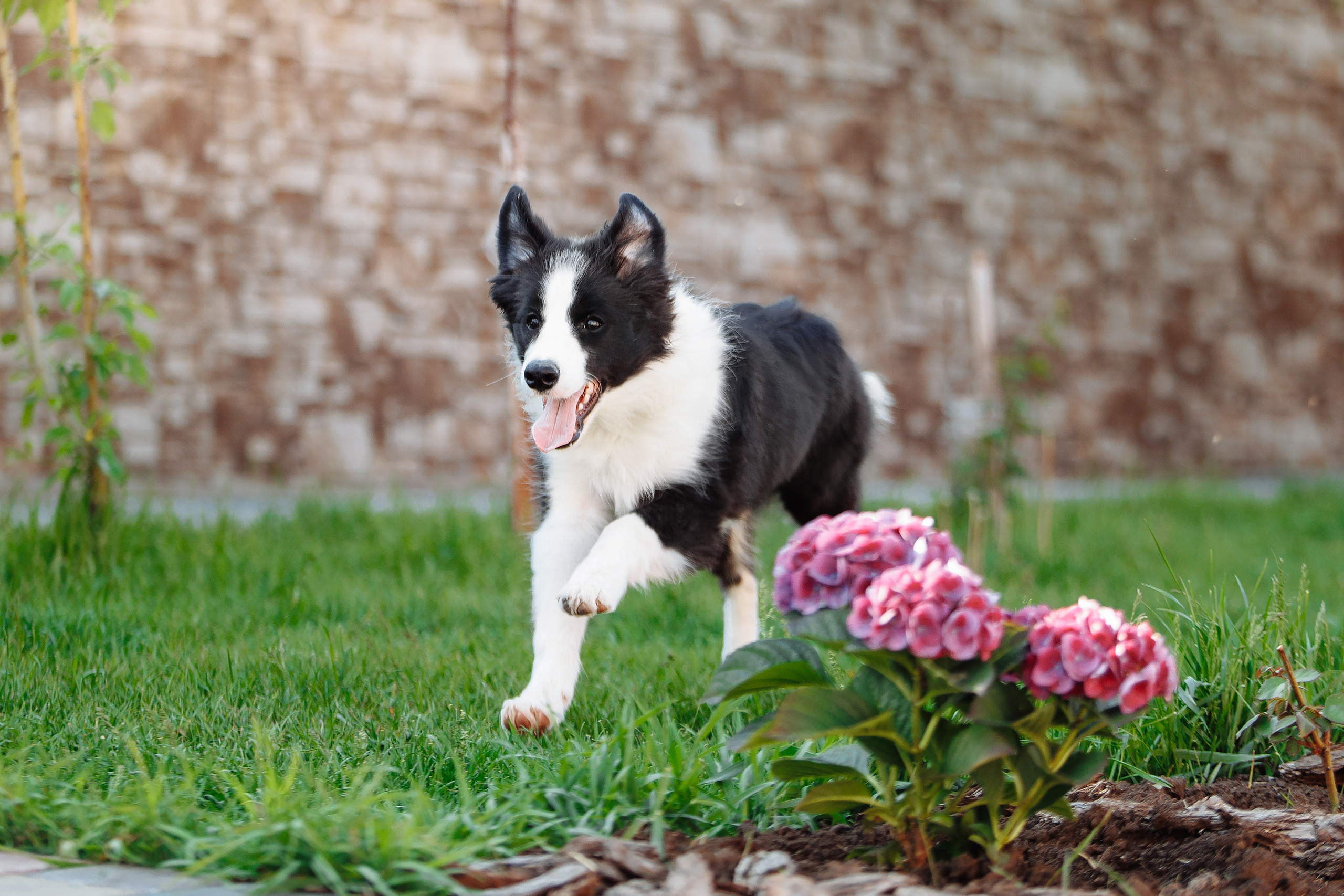 Пушистое. О нас
