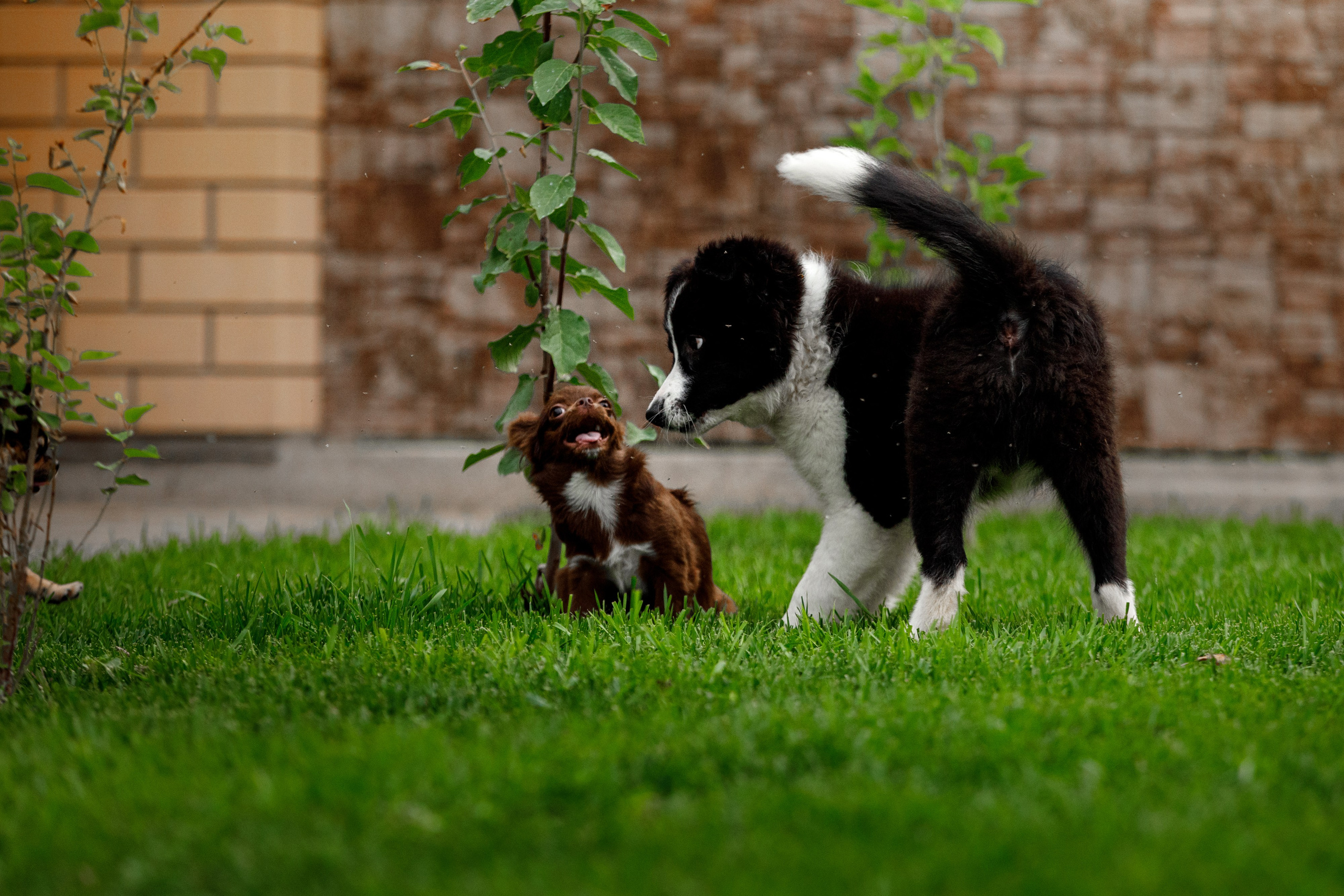 Болтовня в саду. О нас