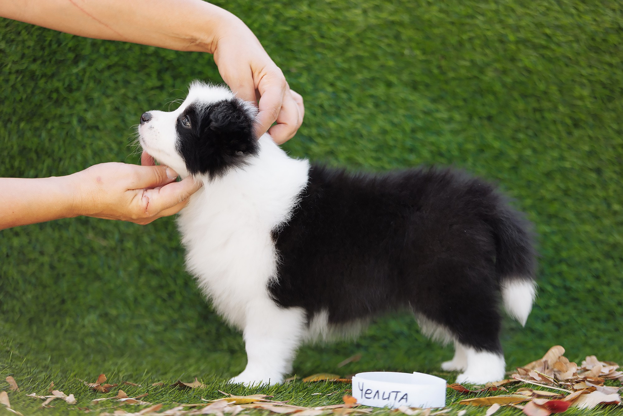 Новый лист. О нас