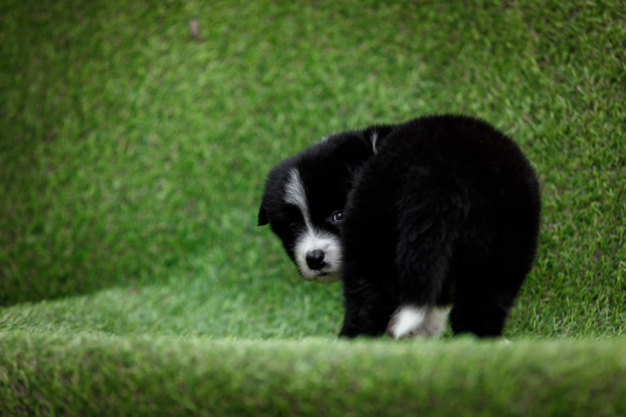 Смешарики. О нас