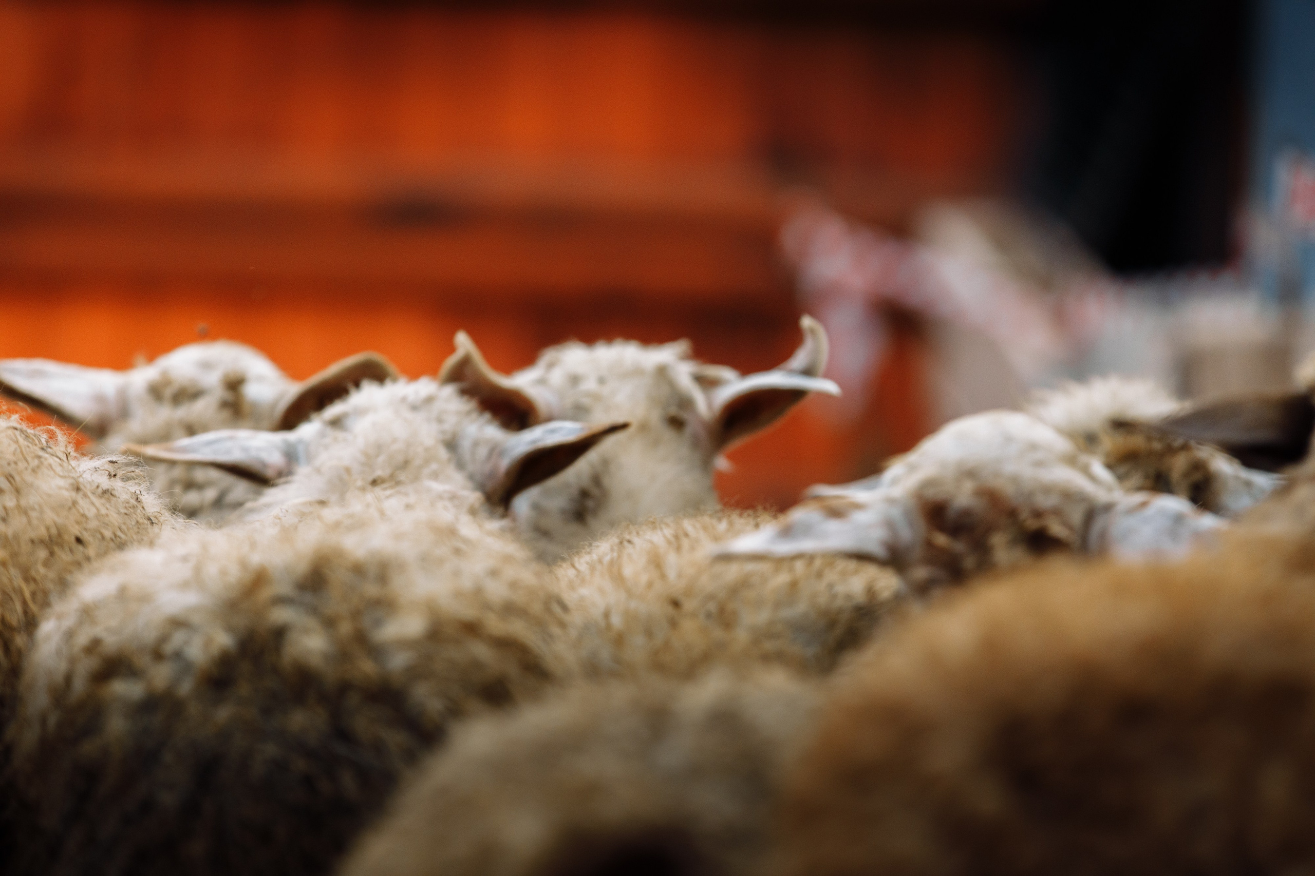 Овечий день. О нас