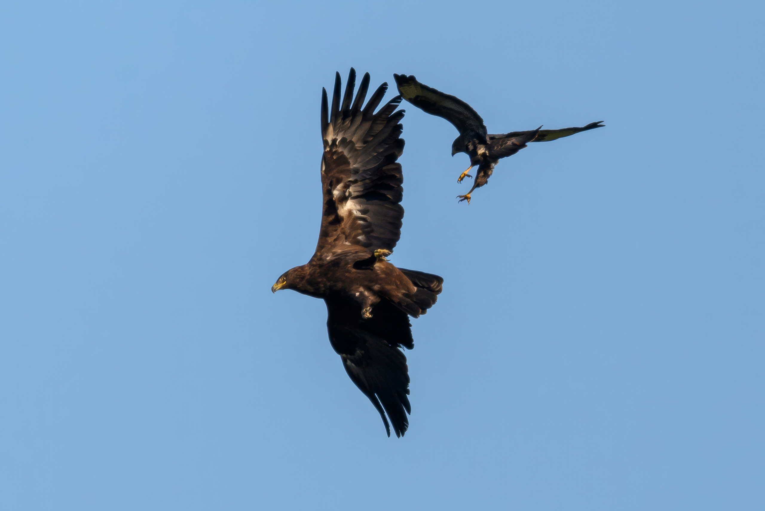 Журавлей спугнули. The cranes were scared away. Фотограф Сергей Пупонин