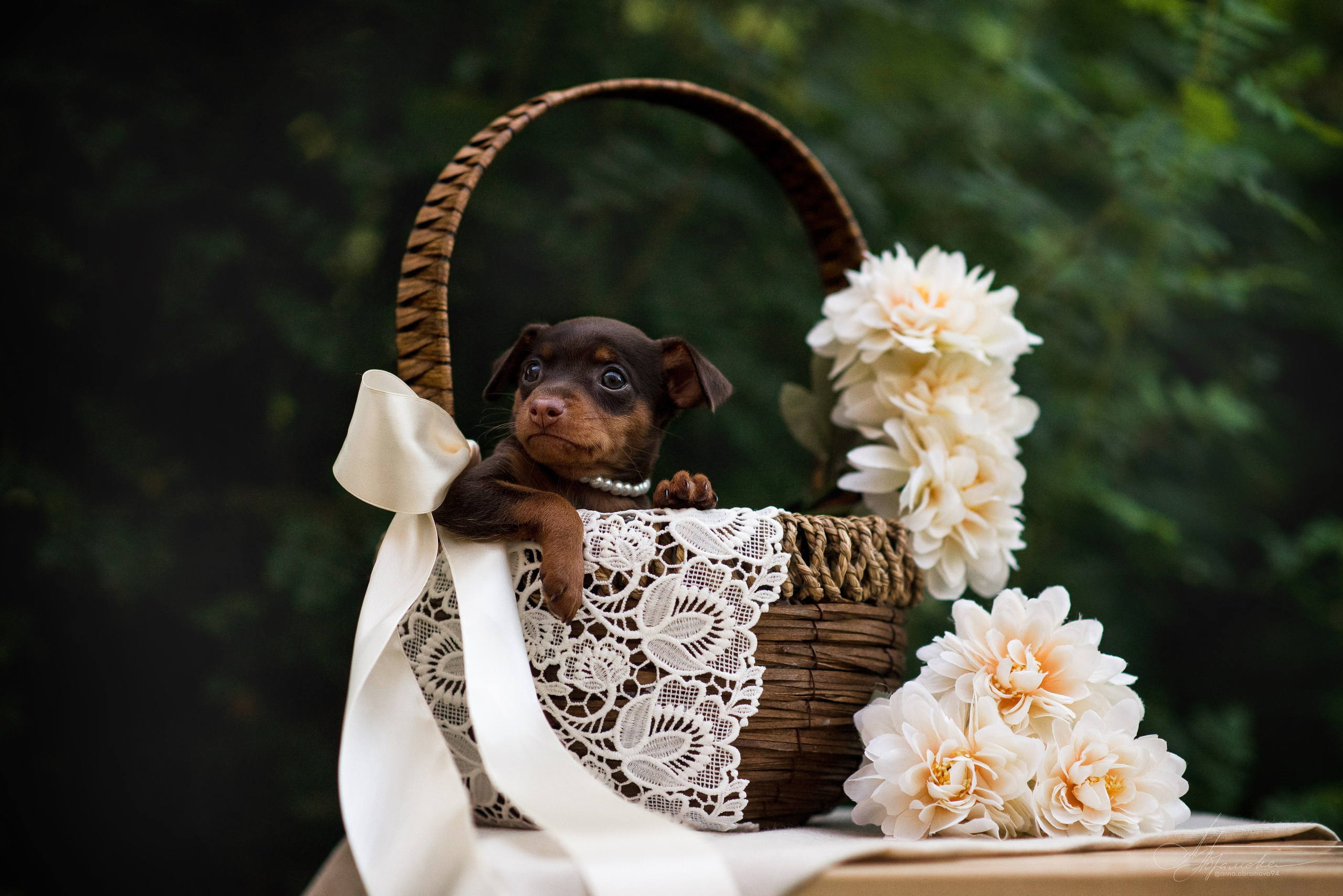 Щенки пражских крысариков — 06.08.2023. Фотограф — Анималист | Анна Абрамова