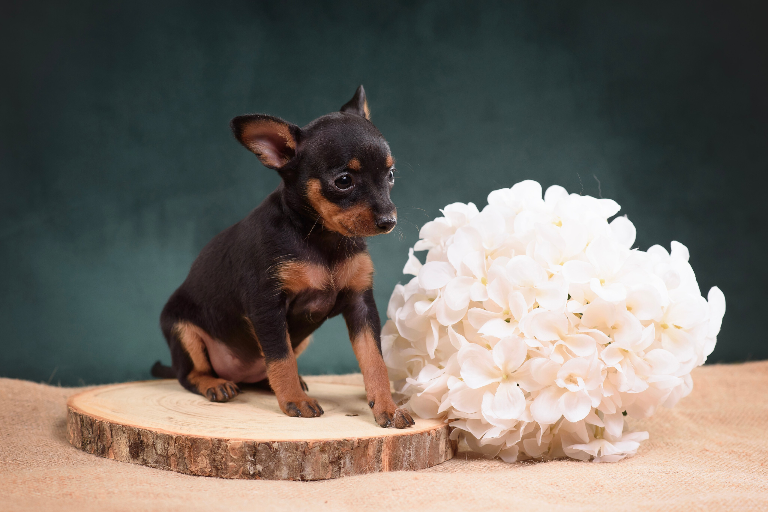 Щенки Пражского крысарика — 19.10.2025. Фотограф — Анималист | Анна Абрамова