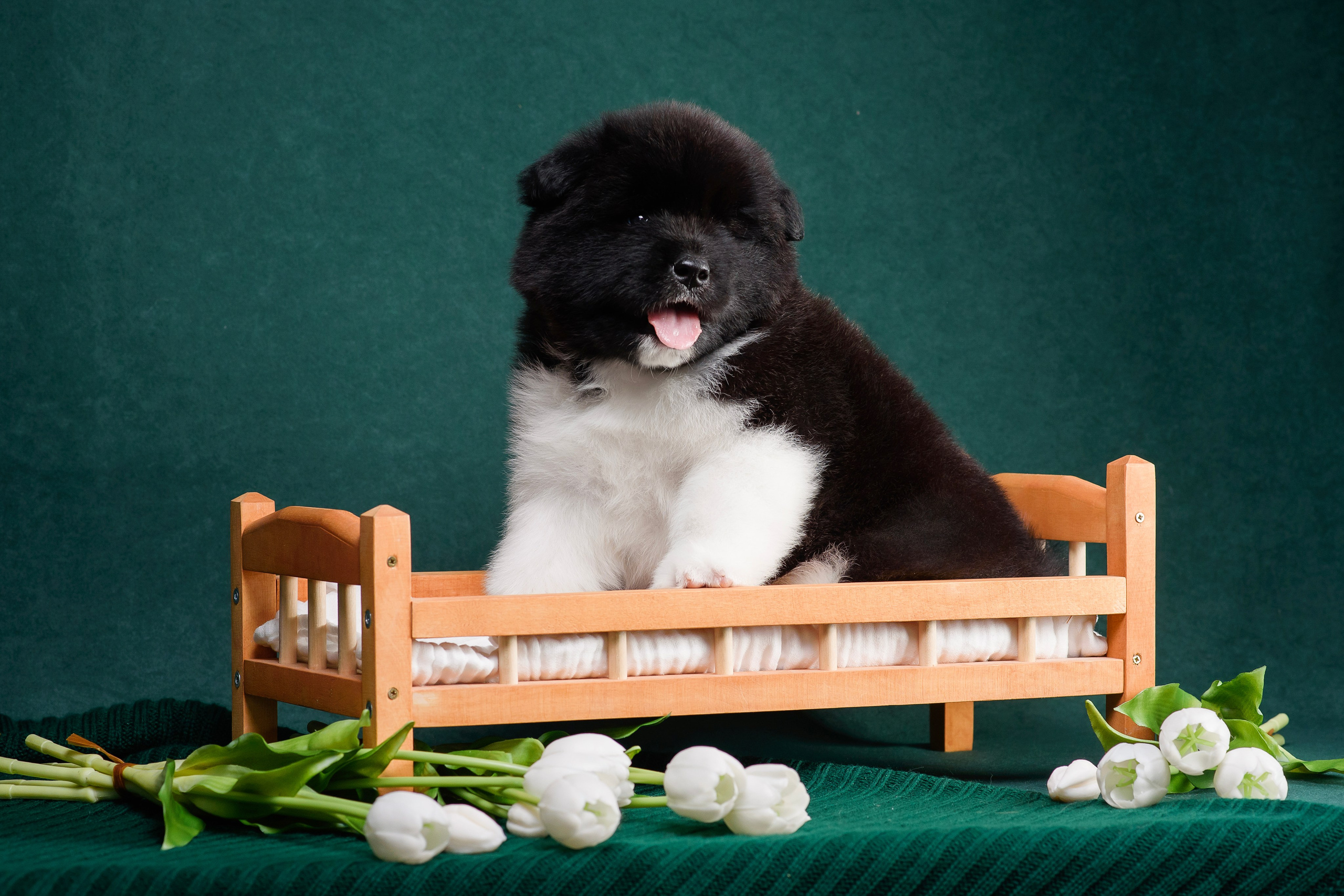 Щенки Американской Акиты. Фотограф — Анималист | Анна Абрамова
