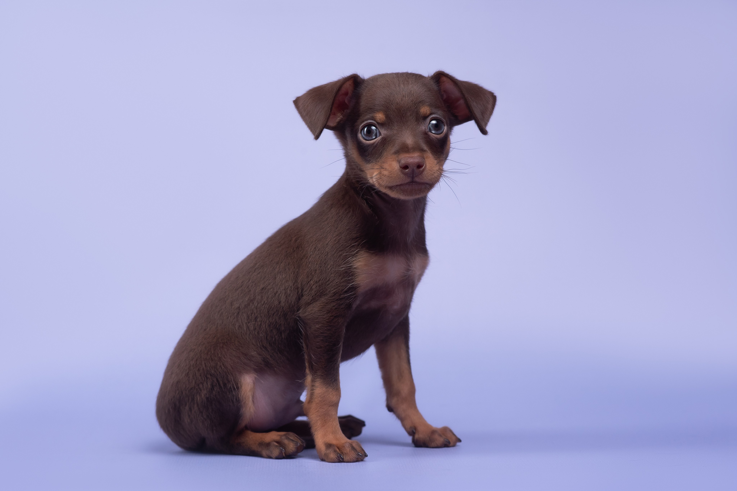 Пражские крысарики — 02.04.2025. Фотограф — Анималист | Анна Абрамова