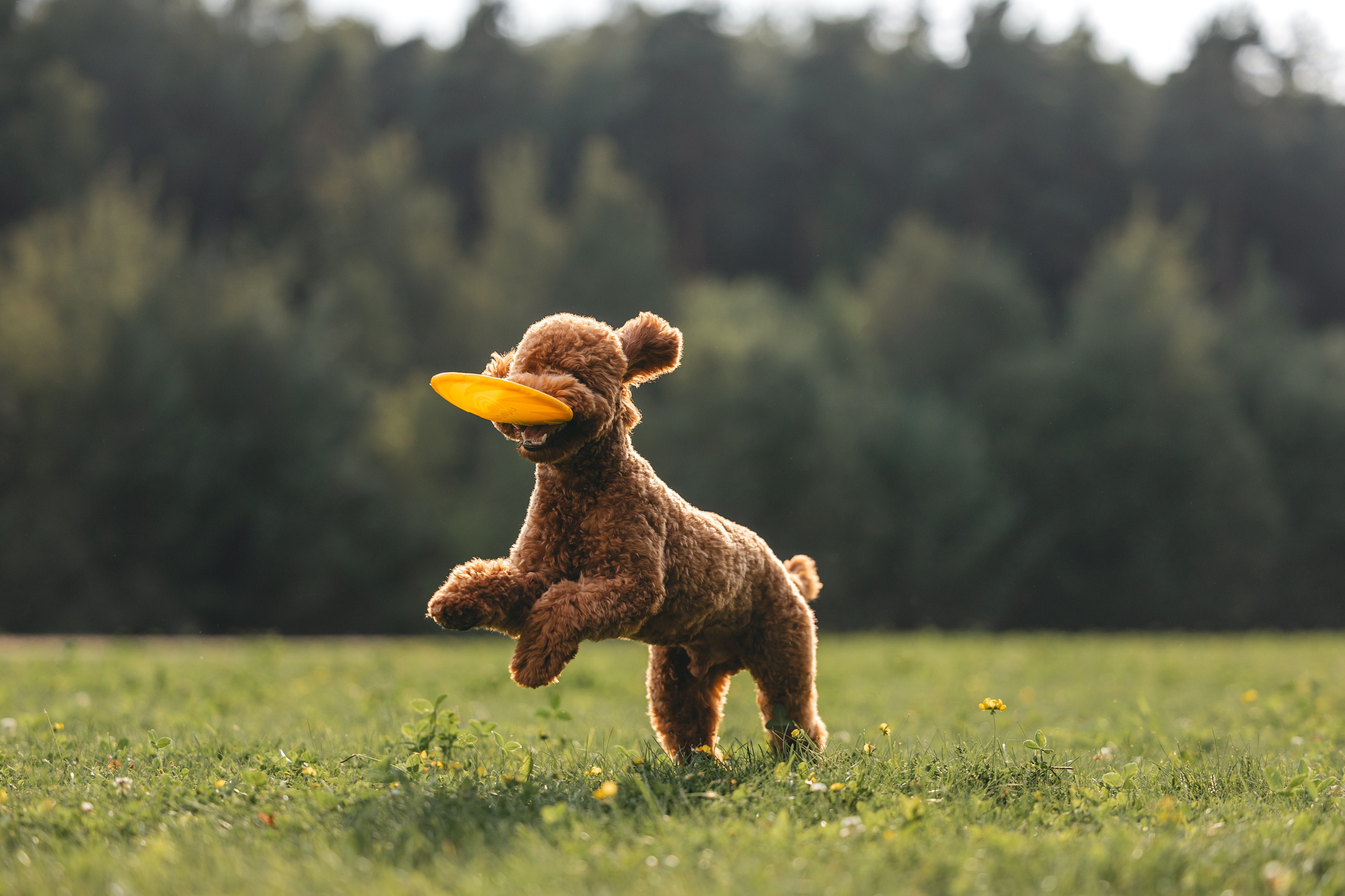 Джек. Фотограф Анималист в Москве Анастасия Жучкова