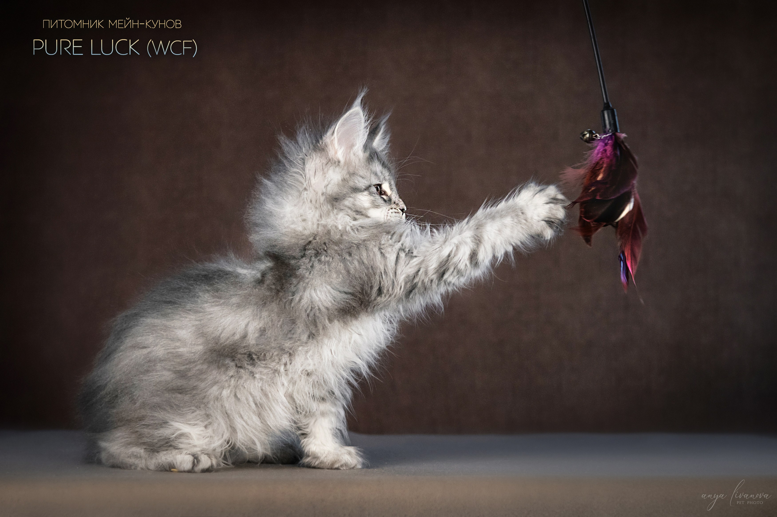 Мейнкуны. Фотограф анималист Аня Ливанова | Рыбинск