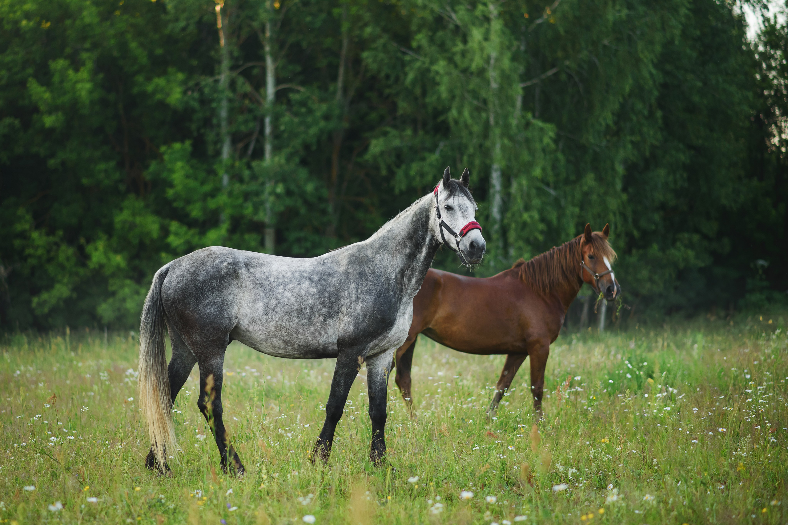 Дакар и Рамина — 29.06.2024. Фотограф — Анималист | Анна Абрамова