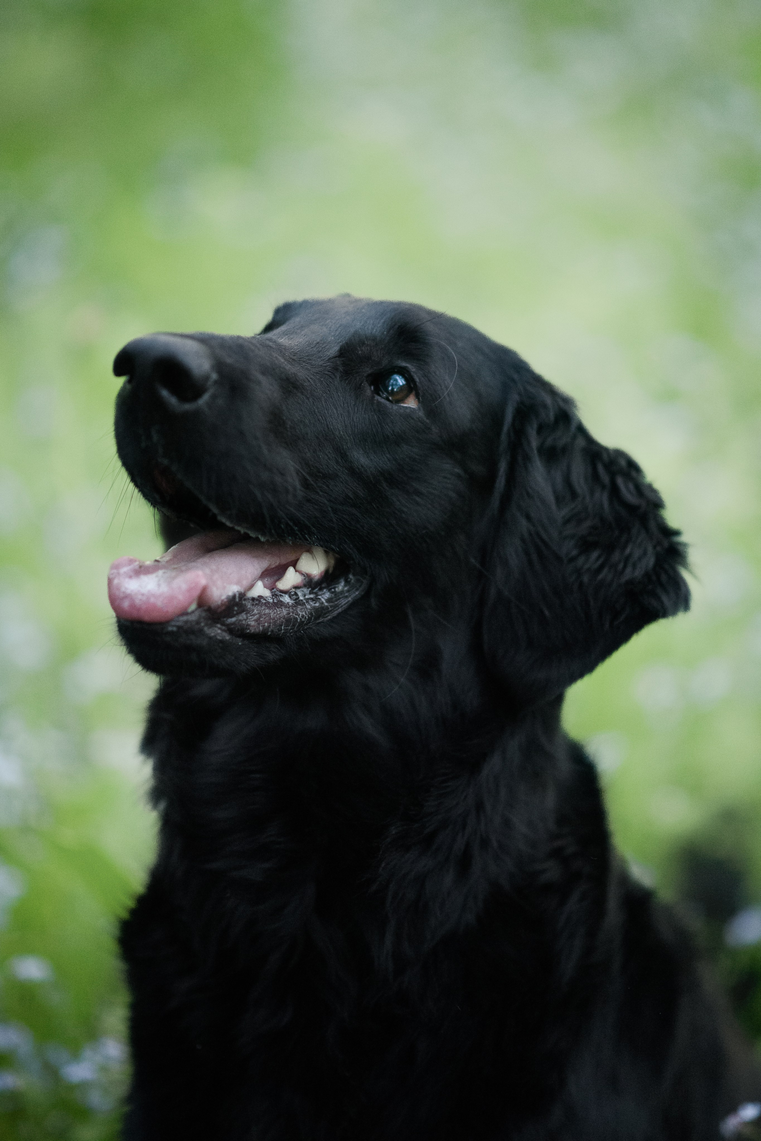 Степа, Йоки и Мята — 29.05.2024. Фотограф — Анималист | Анна Абрамова