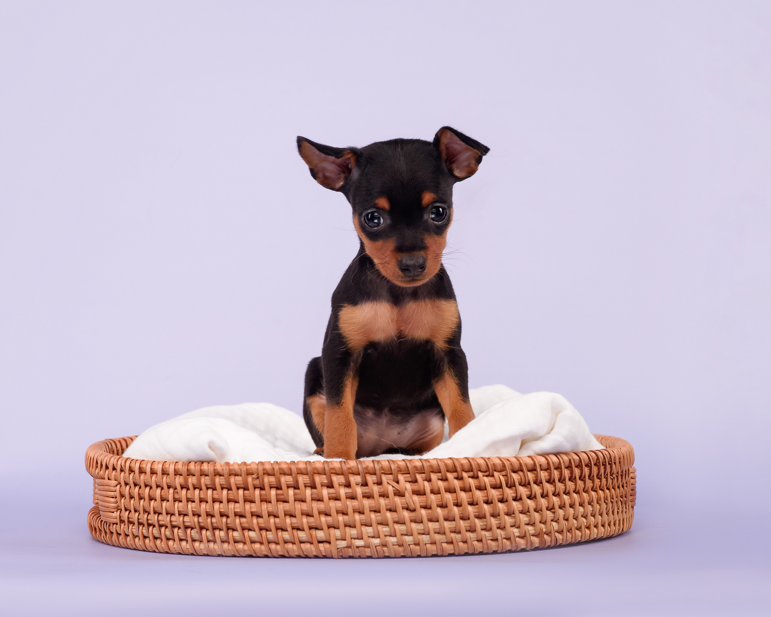 Малыши пражских крысариков — 30.07.2025. Фотограф — Анималист | Анна Абрамова