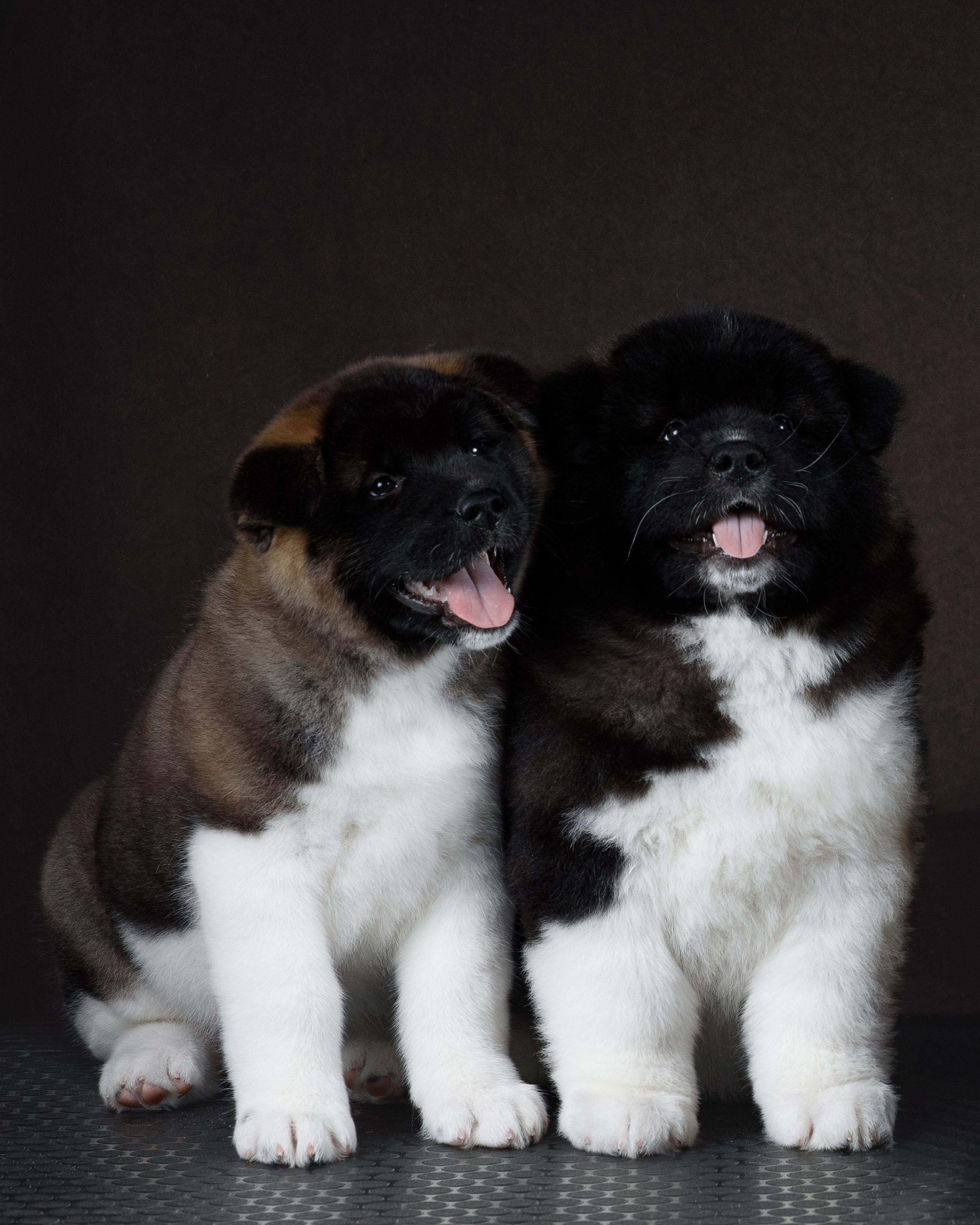 Щенки Американской Акиты (GRAND AMAK) Цезарь и Ника — 15.03.2024. Фотограф — Анималист | Анна Абрамова