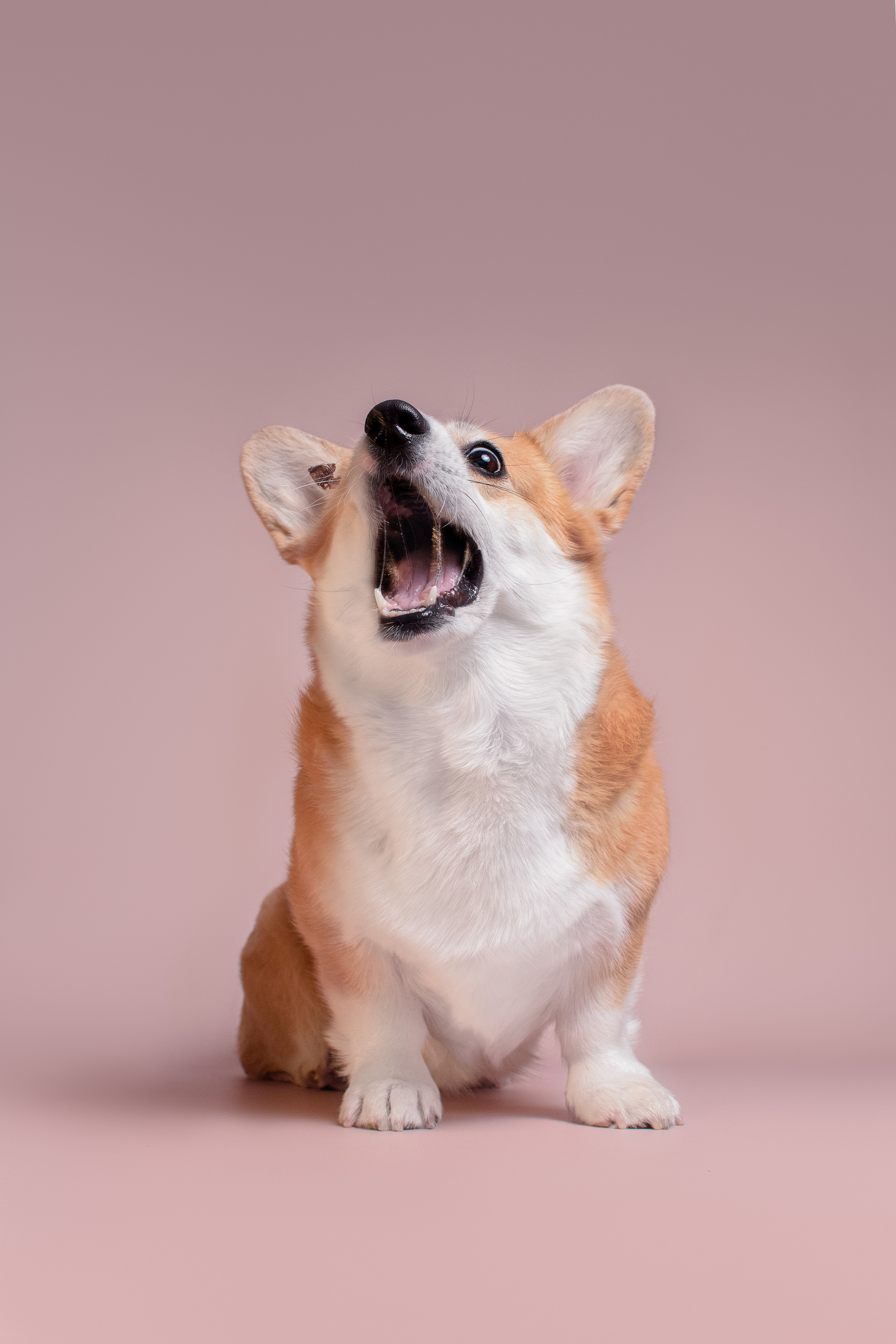 Лея съемка на однотонном фоне — 2024. Фотограф — Анималист | Анна Абрамова