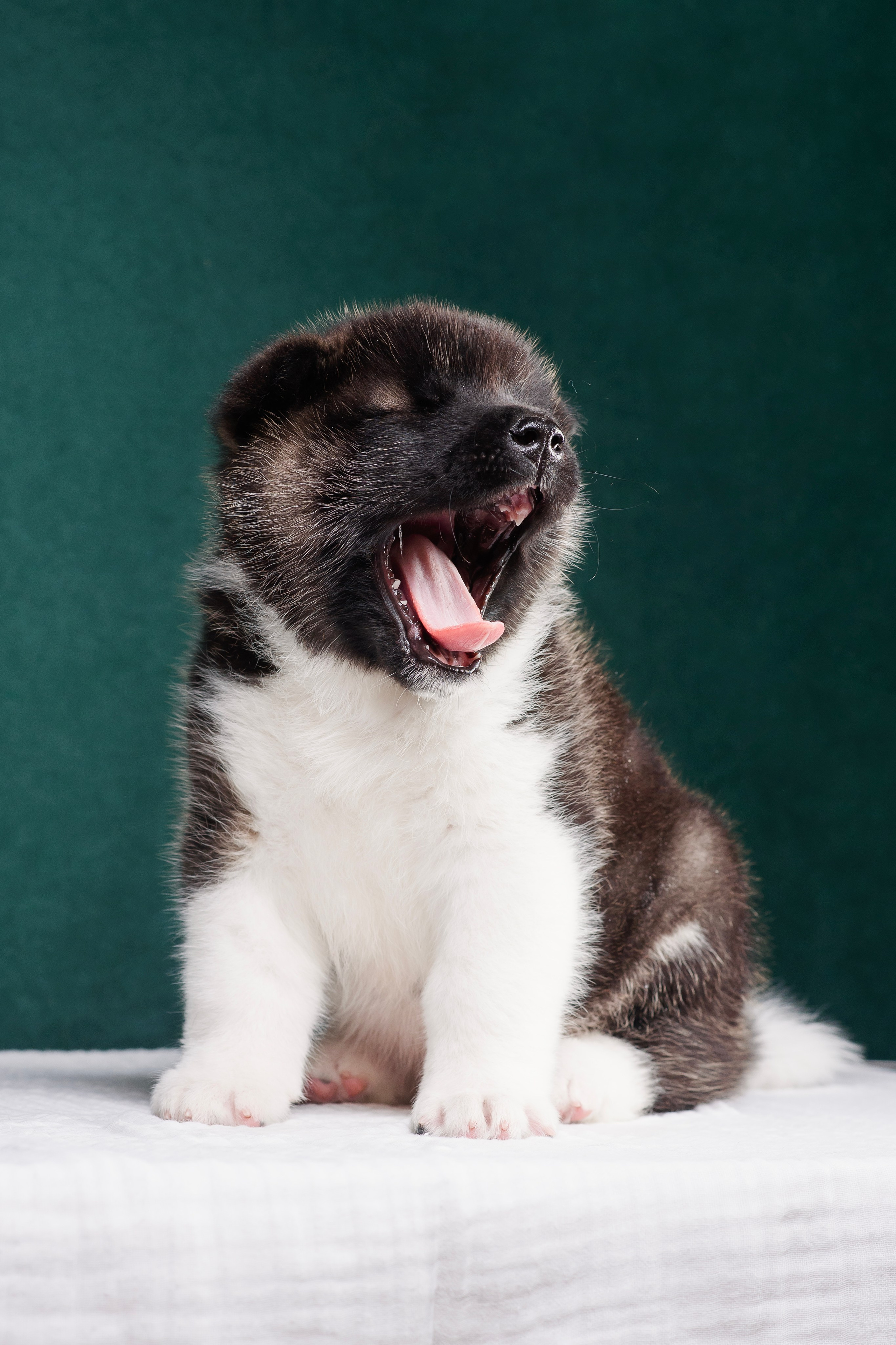 Щенки Американской Акиты. Фотограф — Анималист | Анна Абрамова