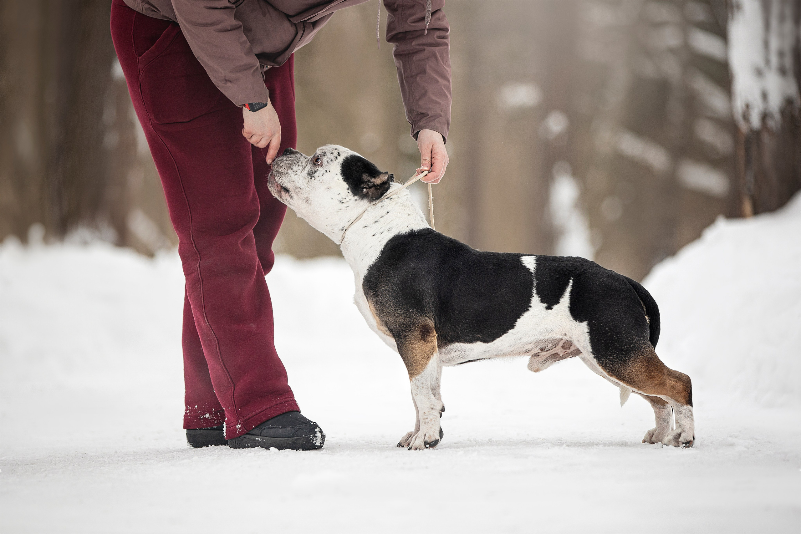 Американские булли. Фотограф анималист в Москве Майорова Евгения