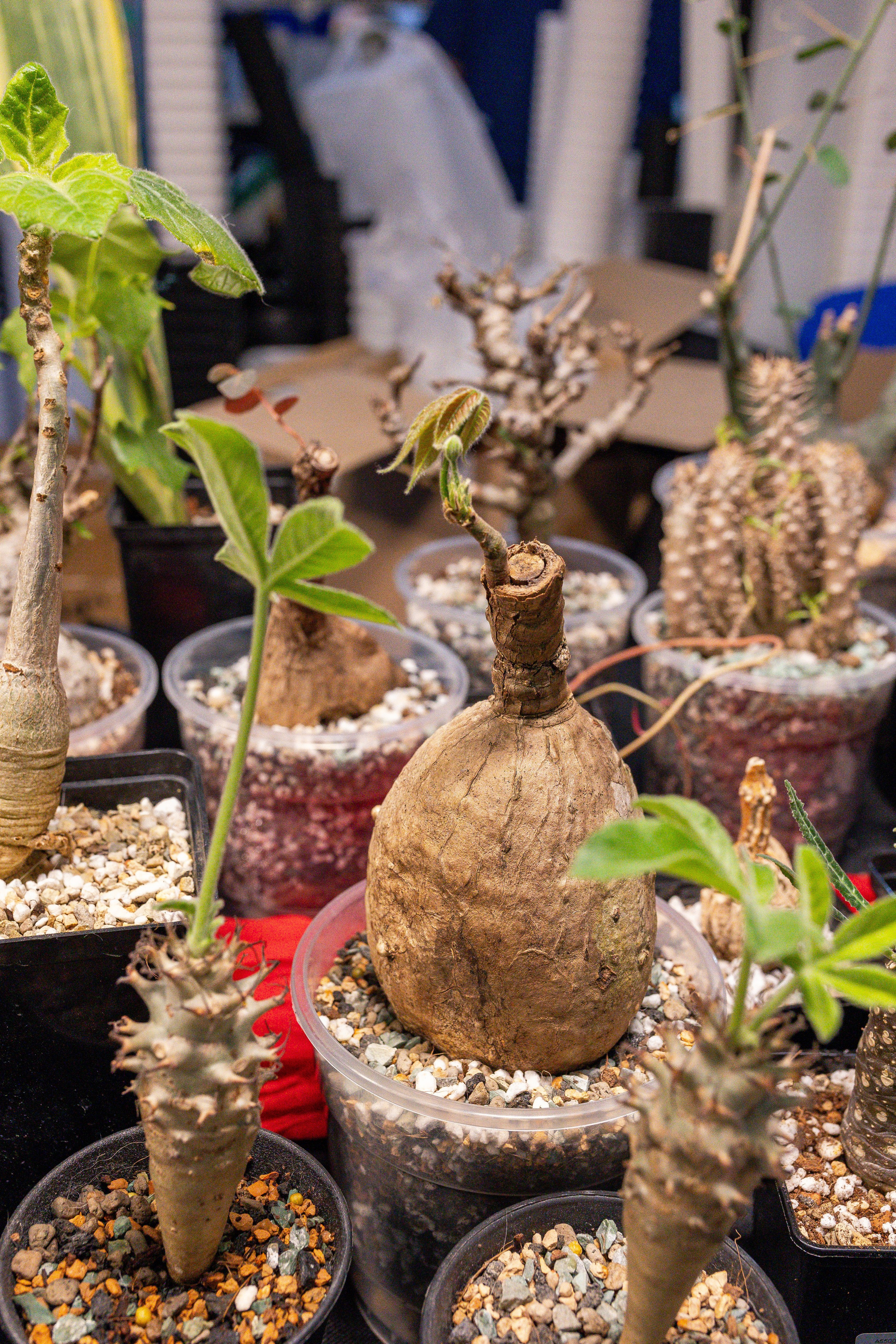 Монстериум апрель 2025. Александра Куликова фотограф, Москва