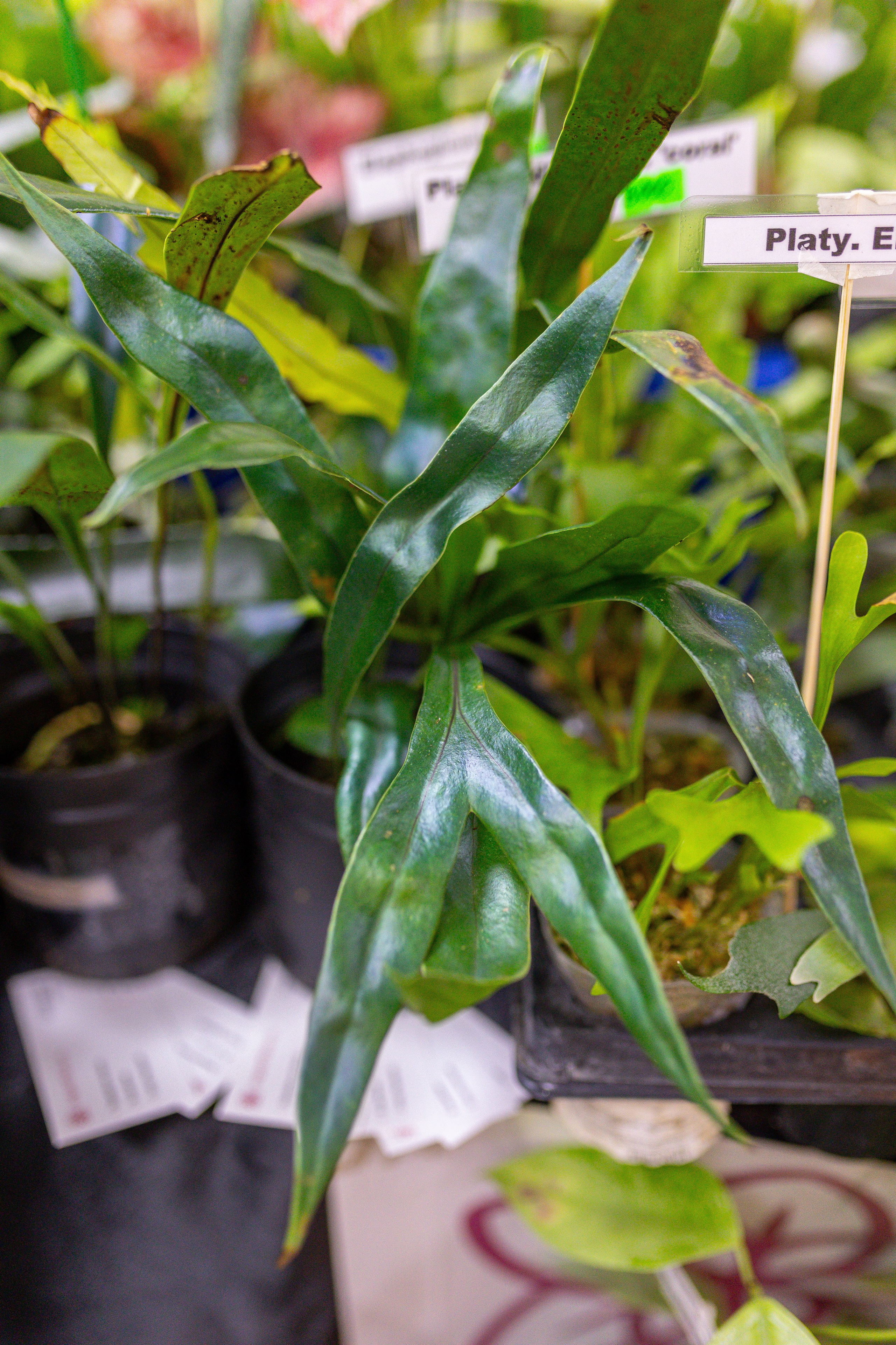 Монстериум 11–12 октября. Александра Куликова фотограф, Москва