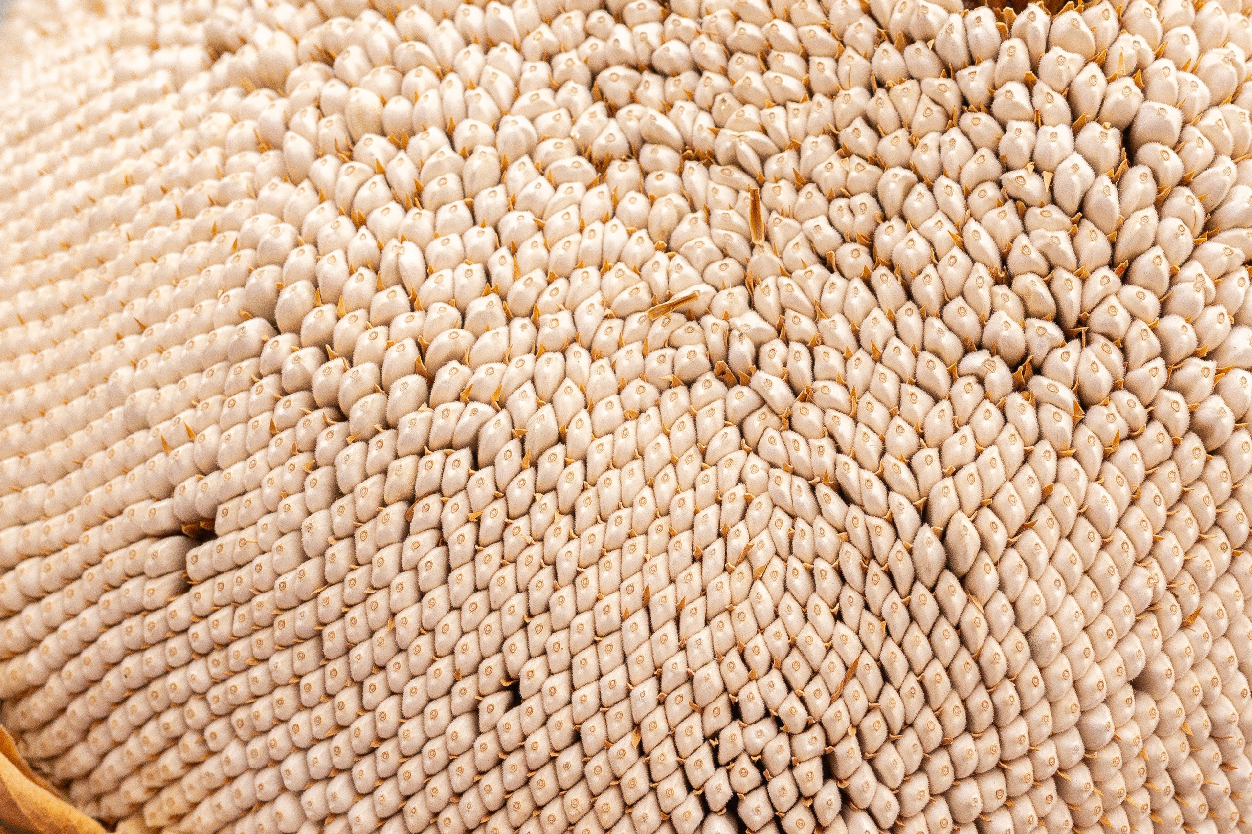 Овощи-гиганты. Александра Куликова фотограф, Москва