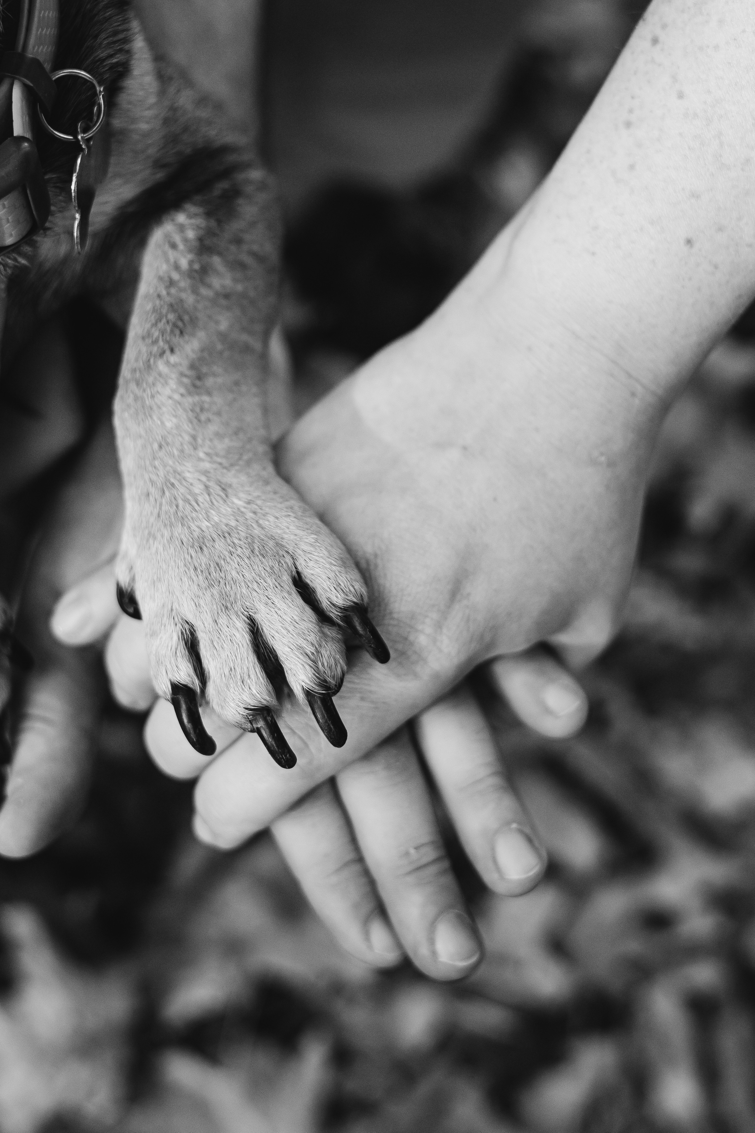 Съемка с Домашними Любимцами