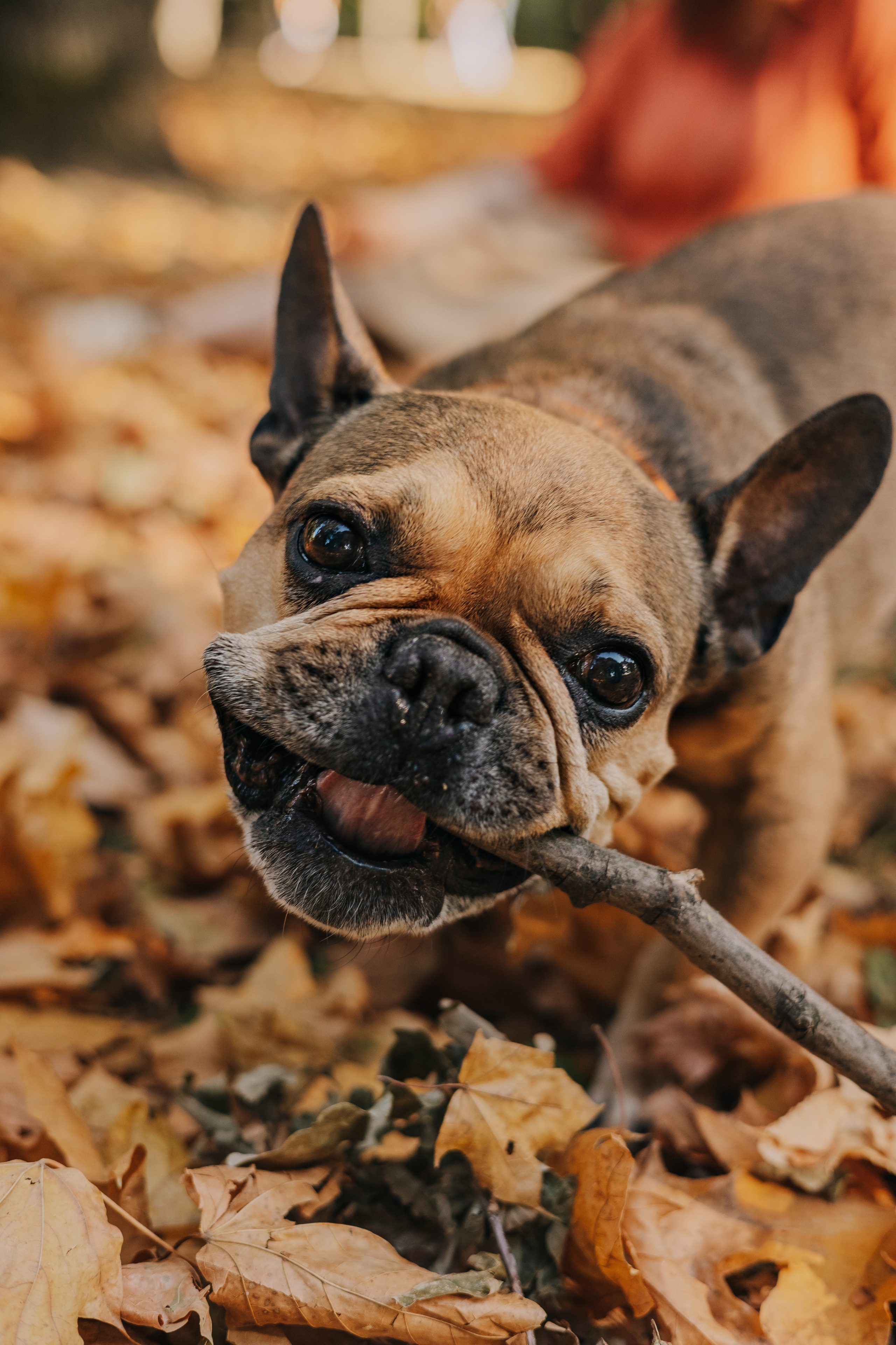 Съемка с Домашними Любимцами