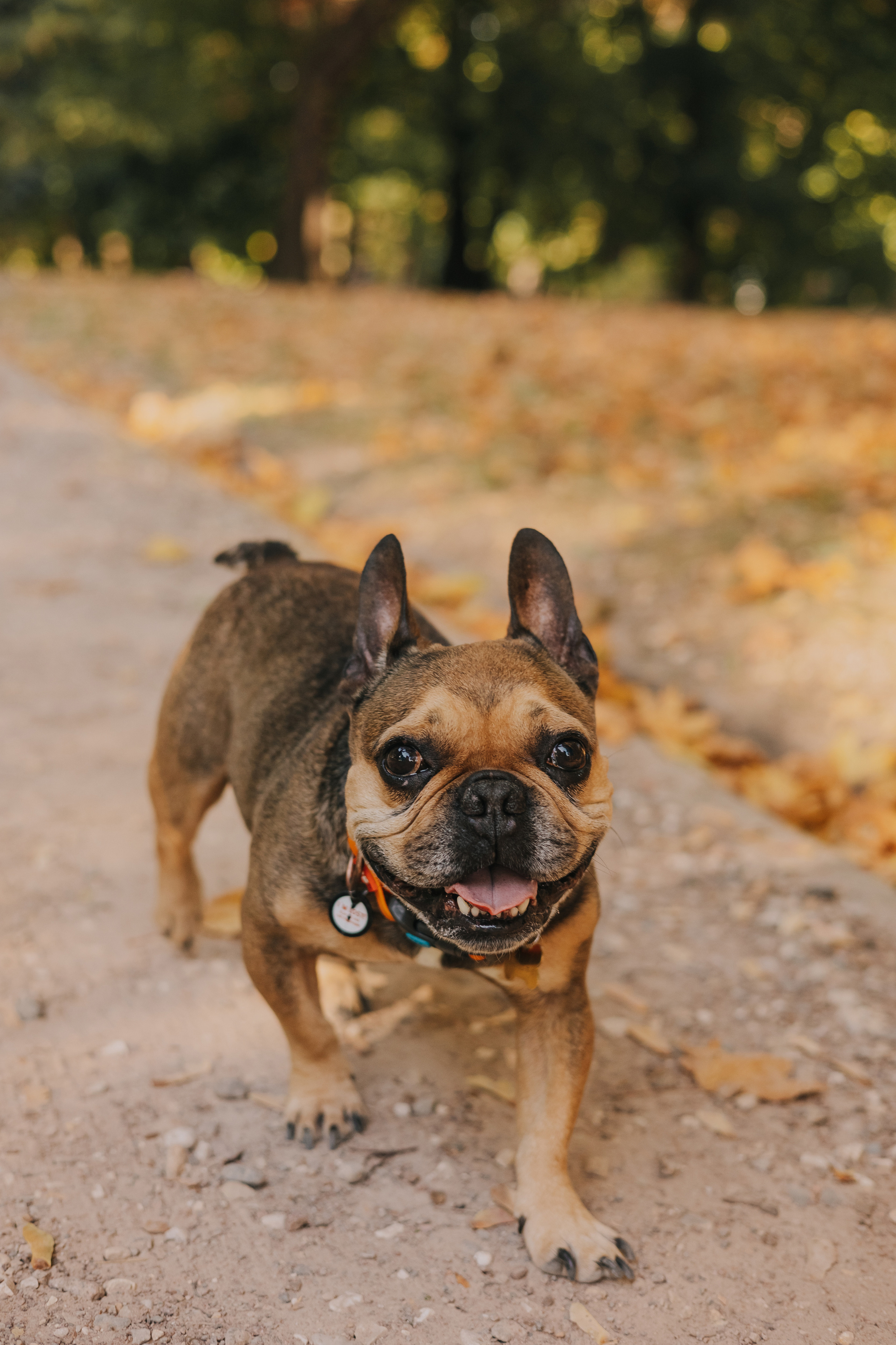Съемка с Домашними Любимцами