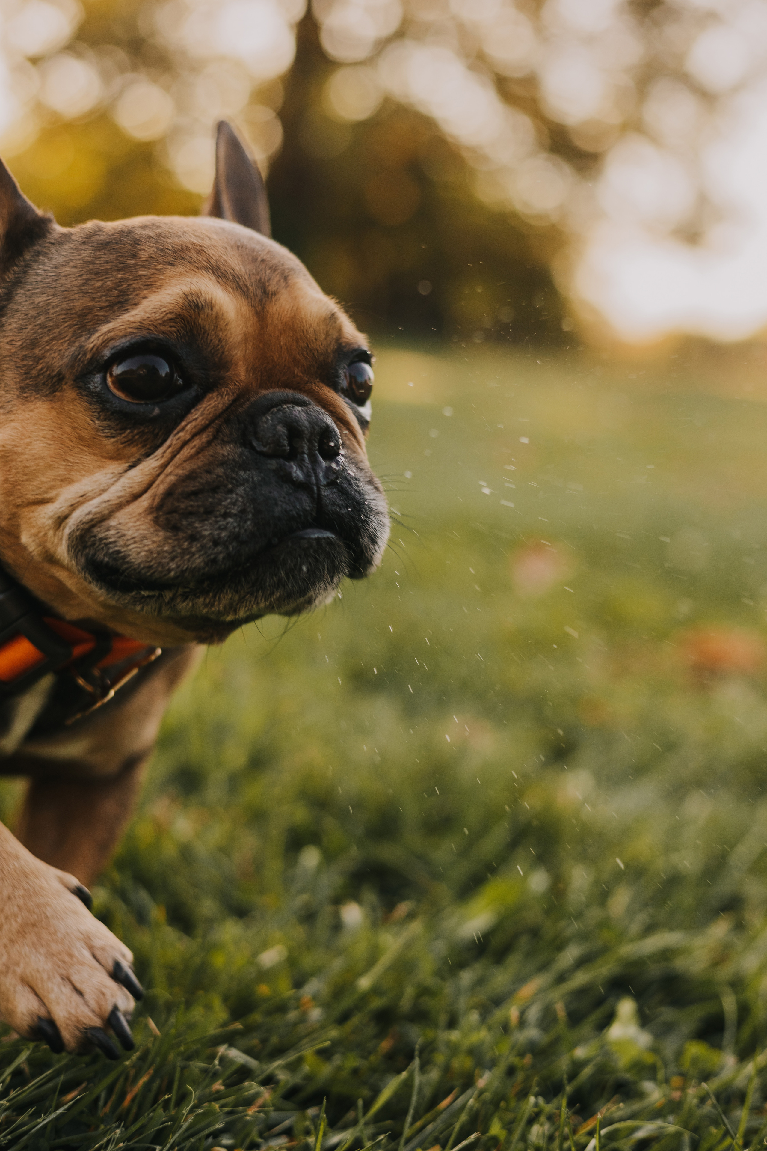 Съемка с Домашними Любимцами