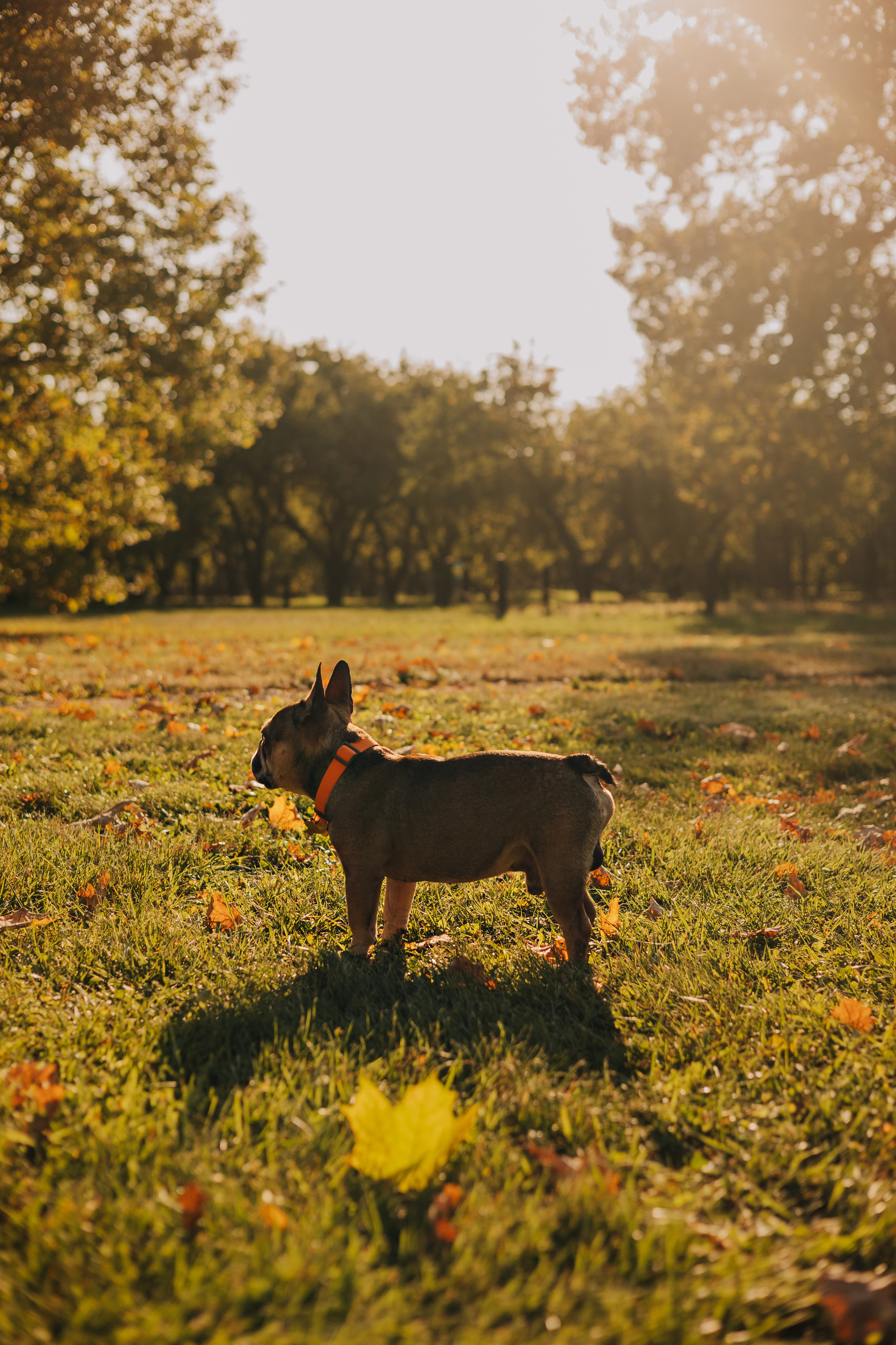 Съемка с Домашними Любимцами