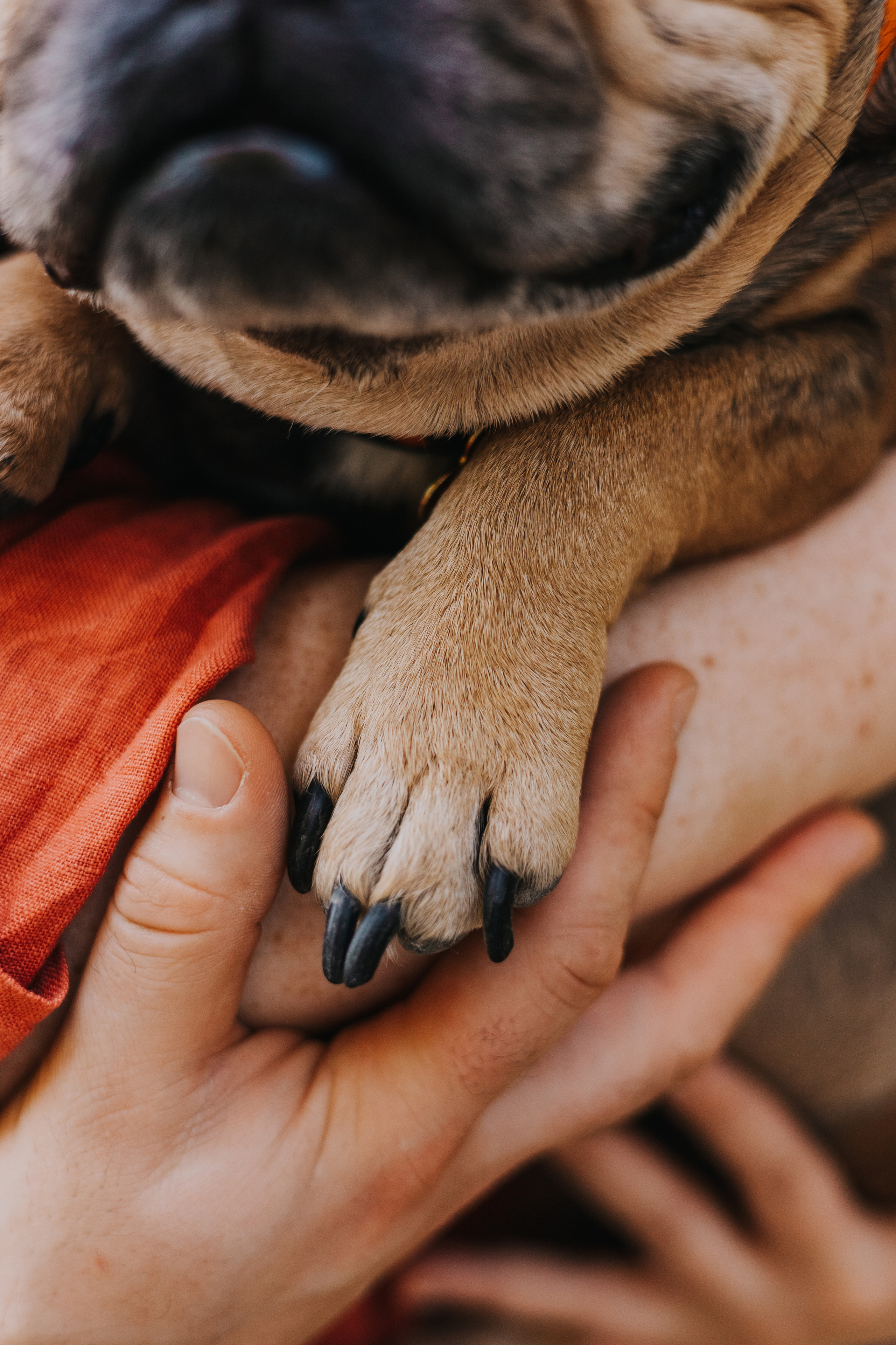 Съемка с Домашними Любимцами