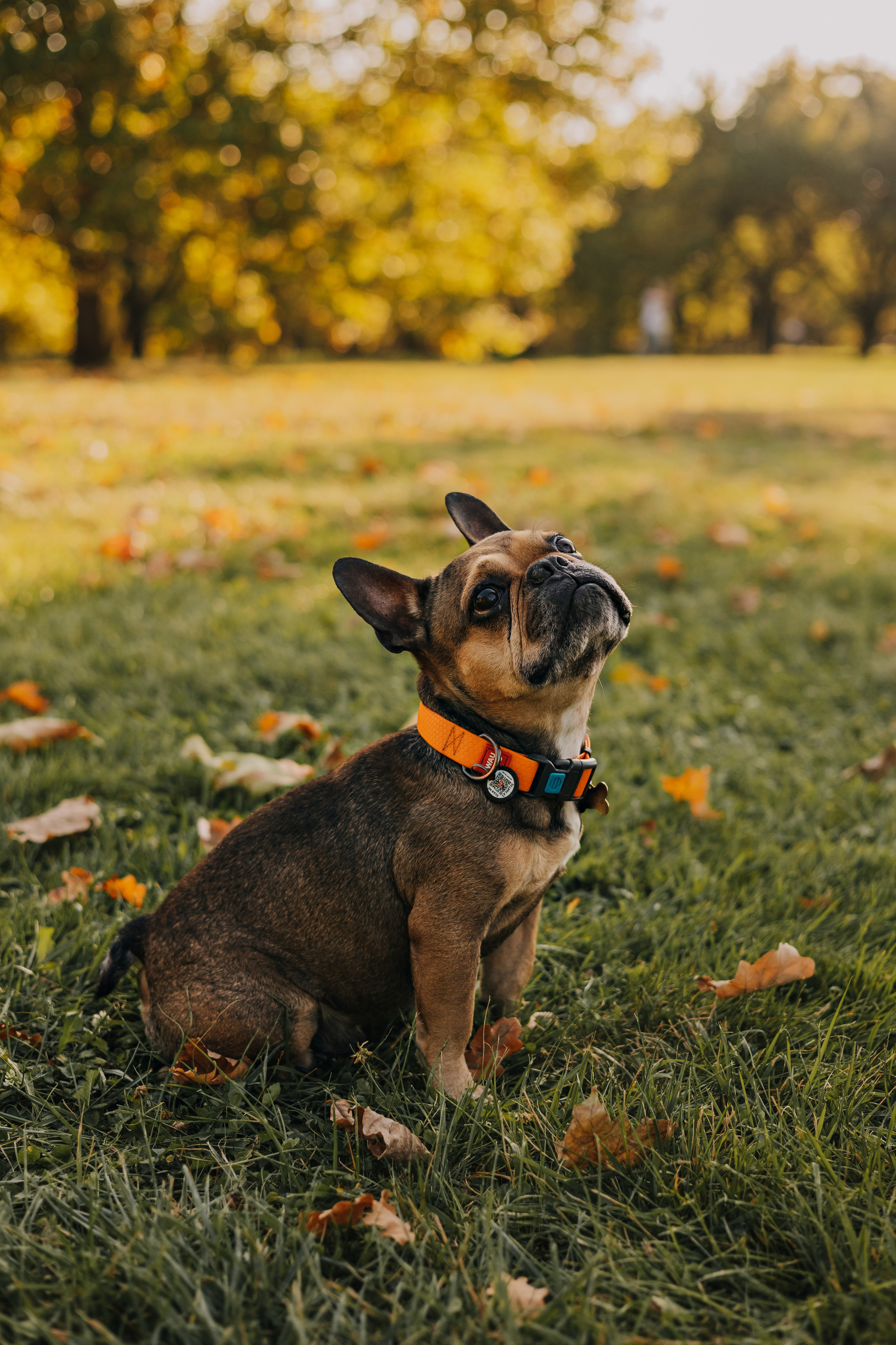 Съемка с Домашними Любимцами