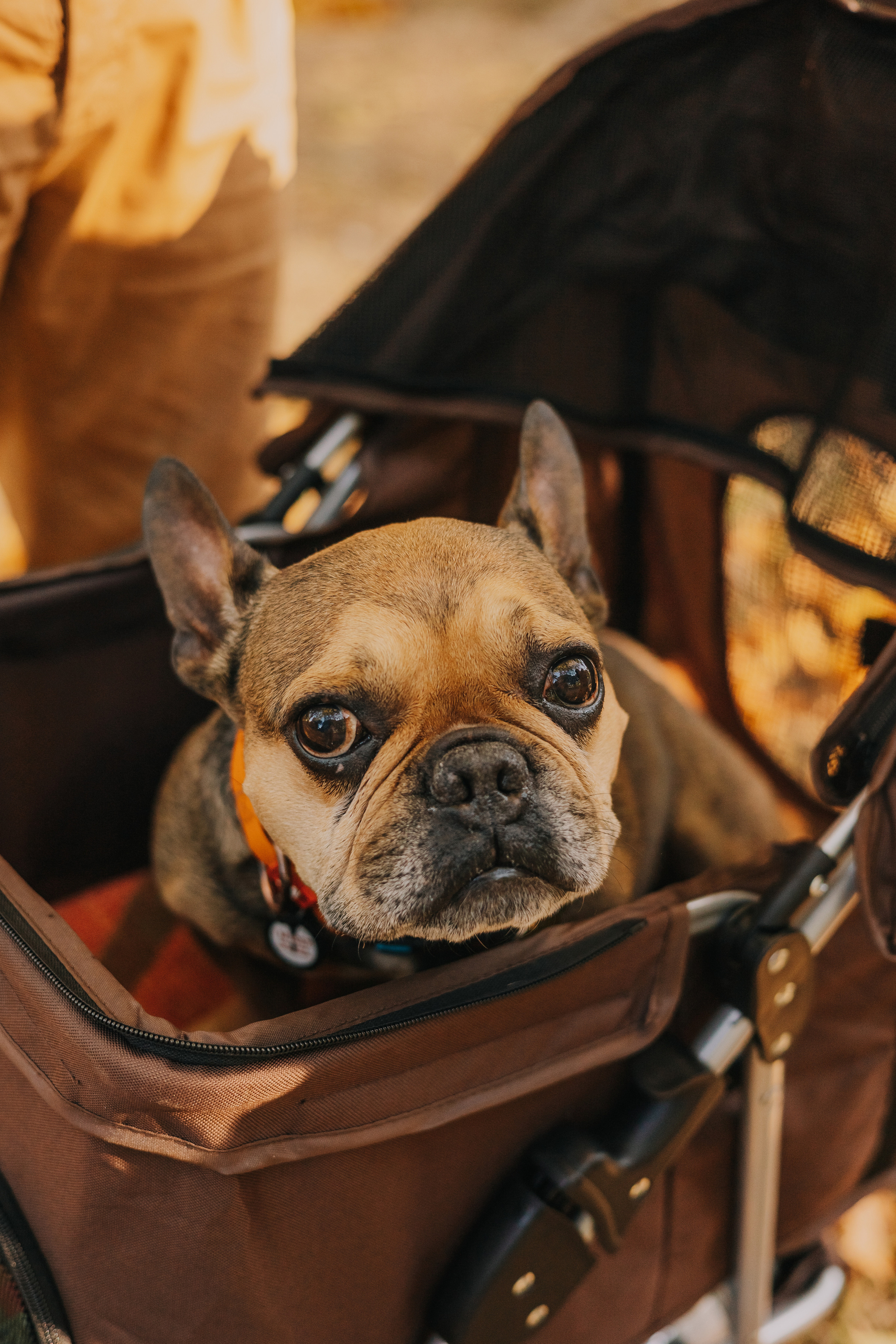 Съемка с Домашними Любимцами