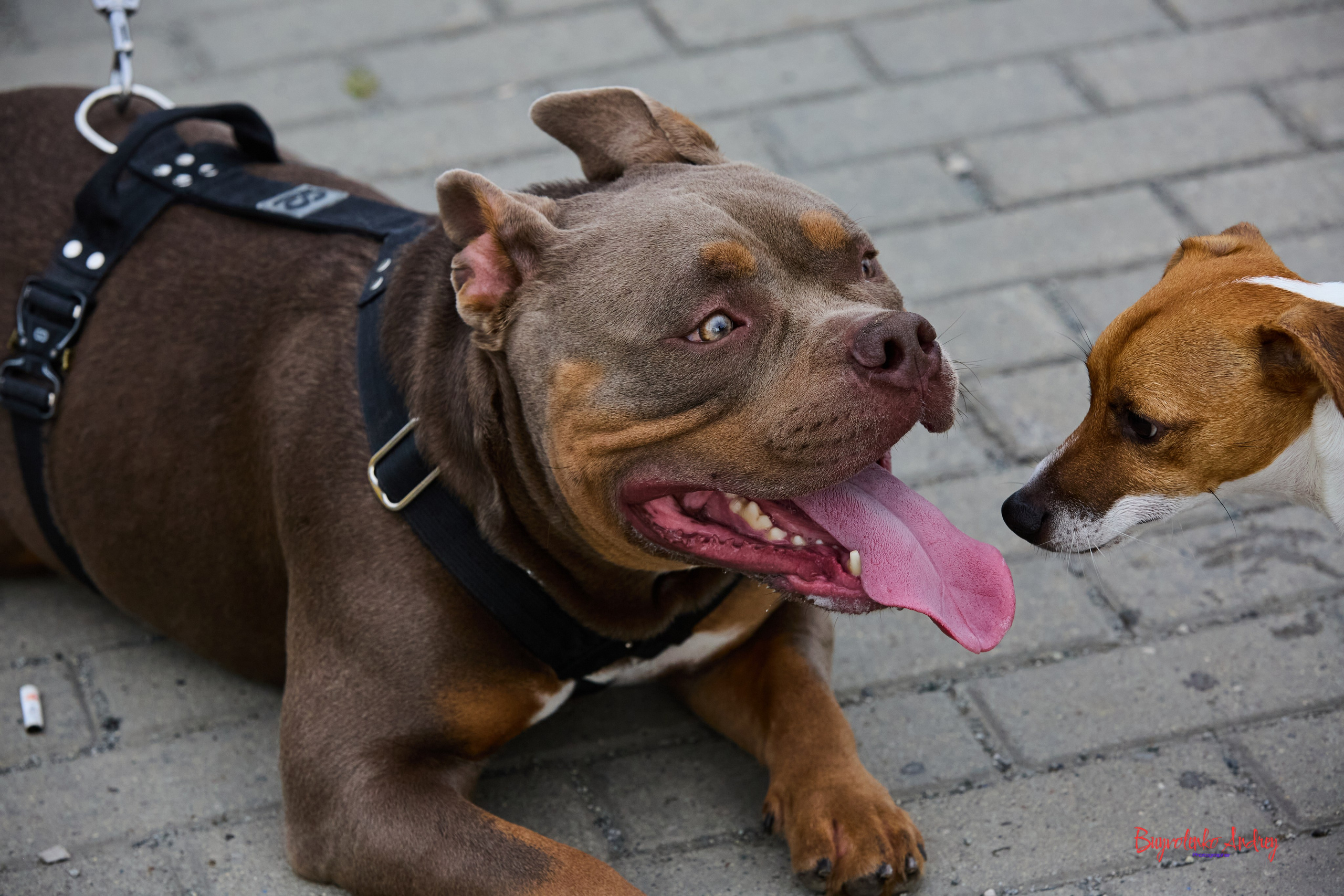 Проект фотопрогулка с хвостиком. Buyvolenko Andrey