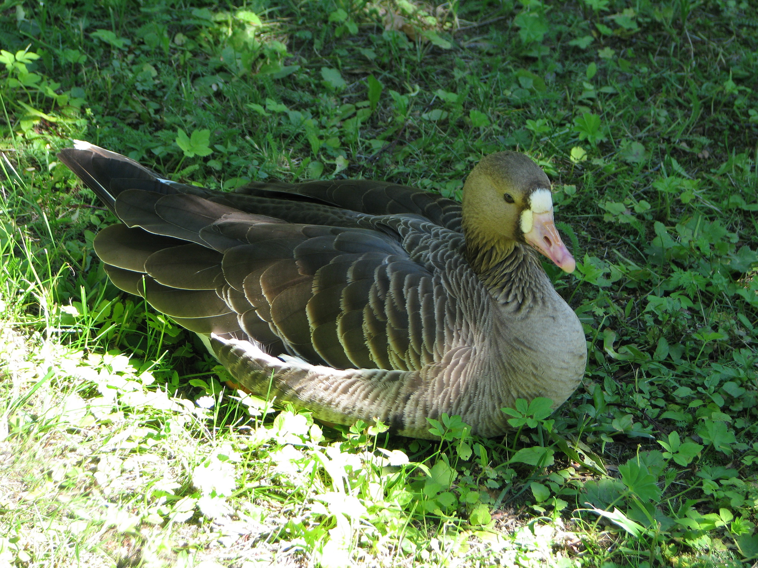 Природа. Животные. Фотограф в Санкт-Петербурге Александр Костюнин