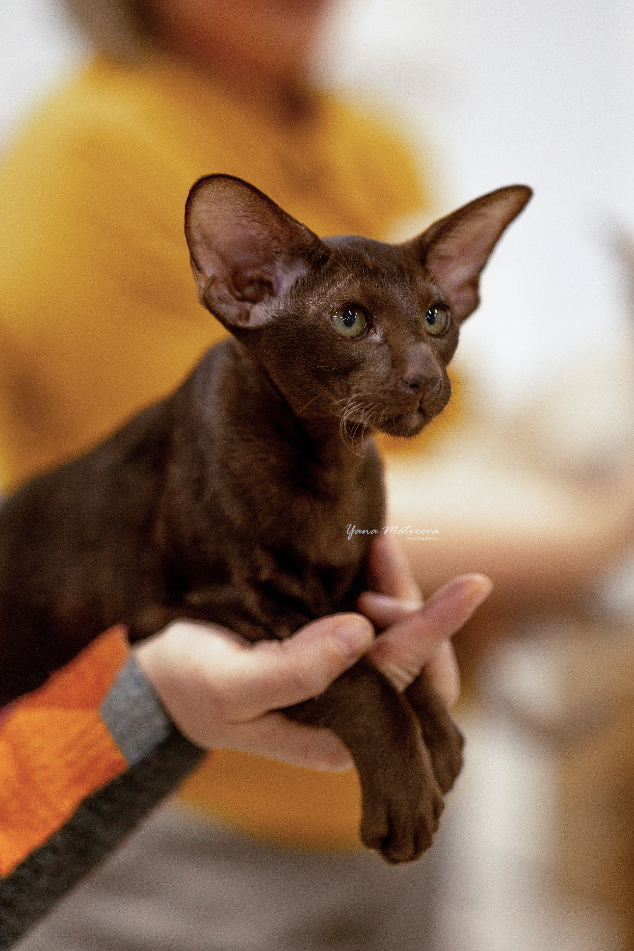 Кошки. Фотограф Яна Матвеева в Ижевске