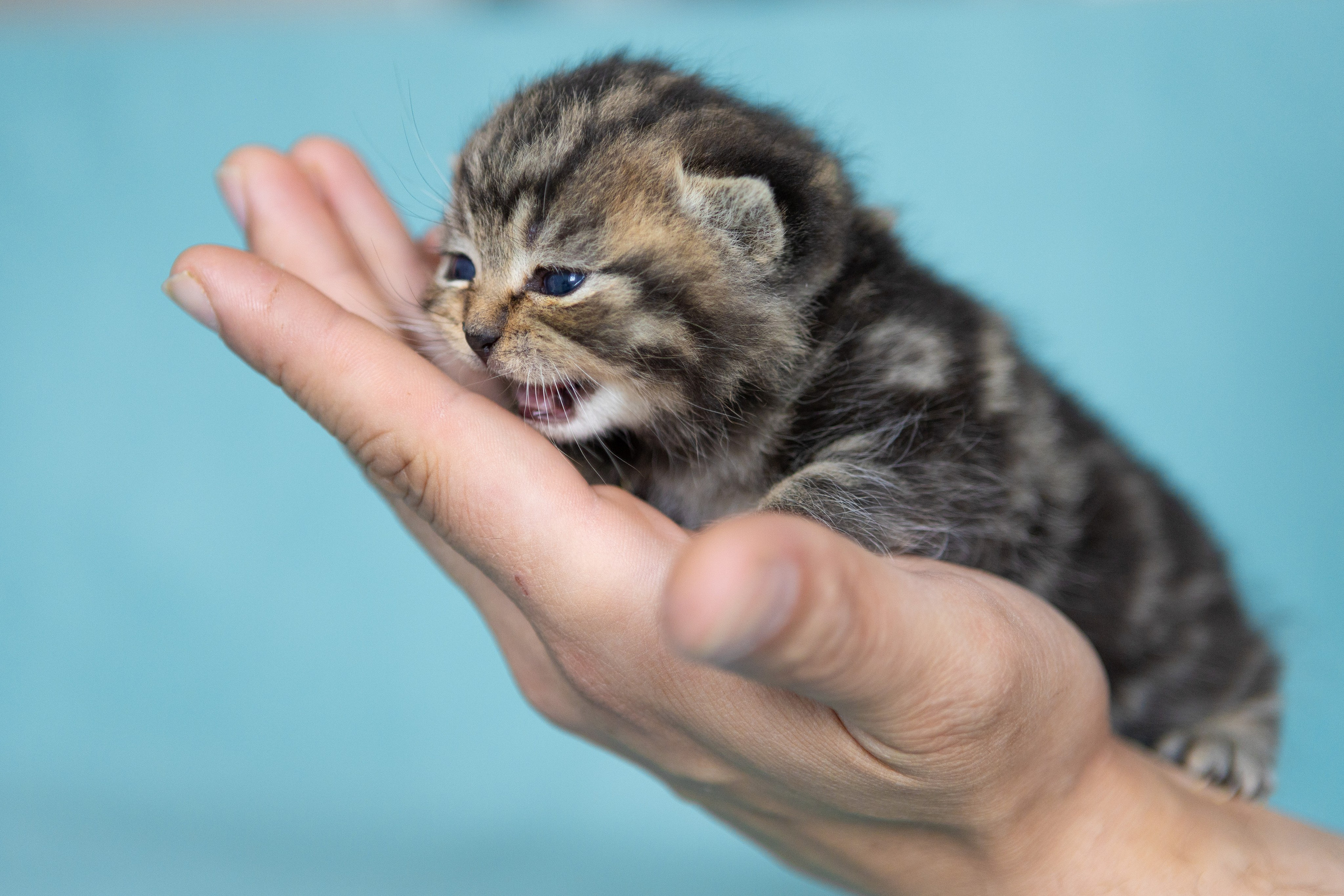Котята. Фотограф Яна Матвеева в Ижевске