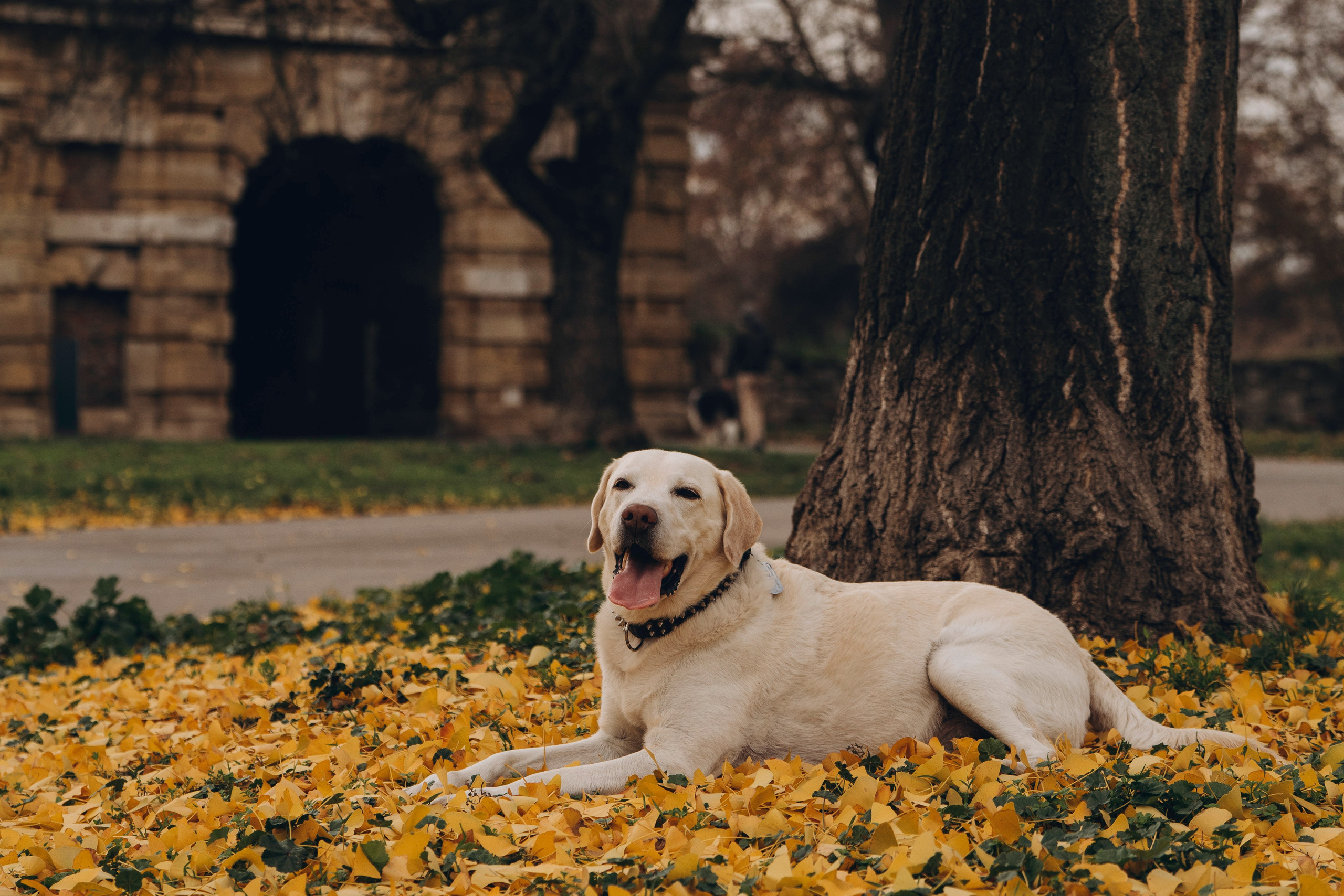 Вати, Лена и Леван. Фотограф анималист в Спб недорого Олеся Майорова