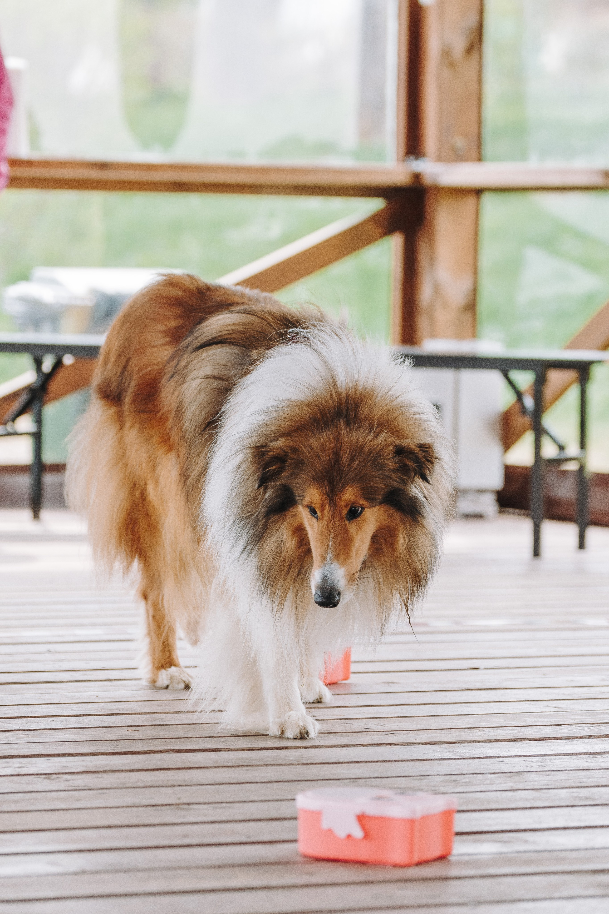 Соревнования по ноузворку в Лосево. Фотограф анималист в Спб недорого Олеся Майорова