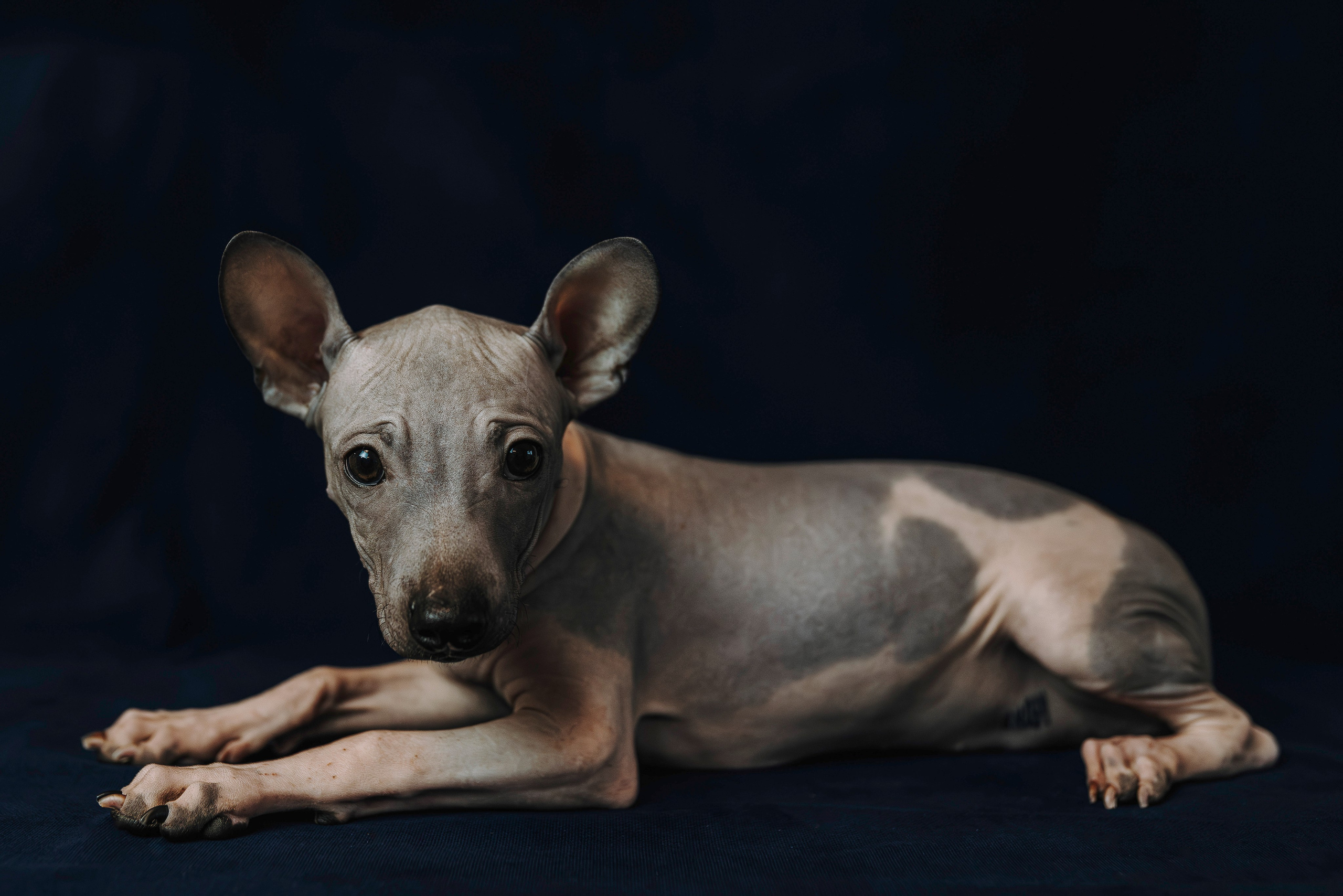 Малыши американского голого терьера. Фотограф анималист в Спб недорого Олеся Майорова