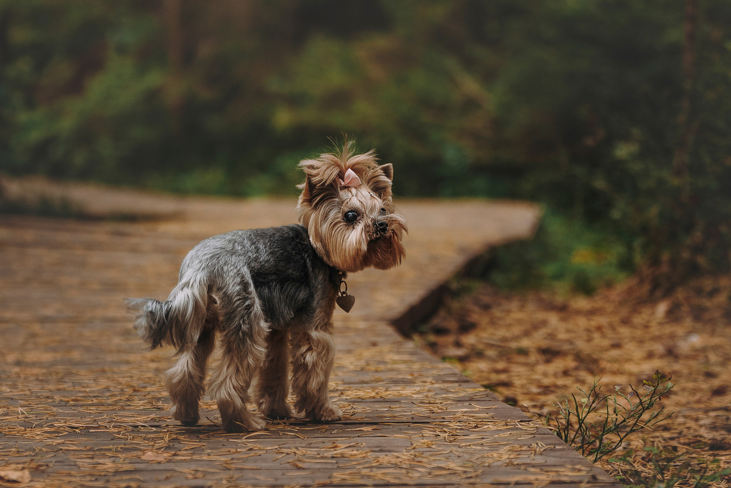 Евгения и Маруся. Фотограф анималист в Спб недорого Олеся Майорова