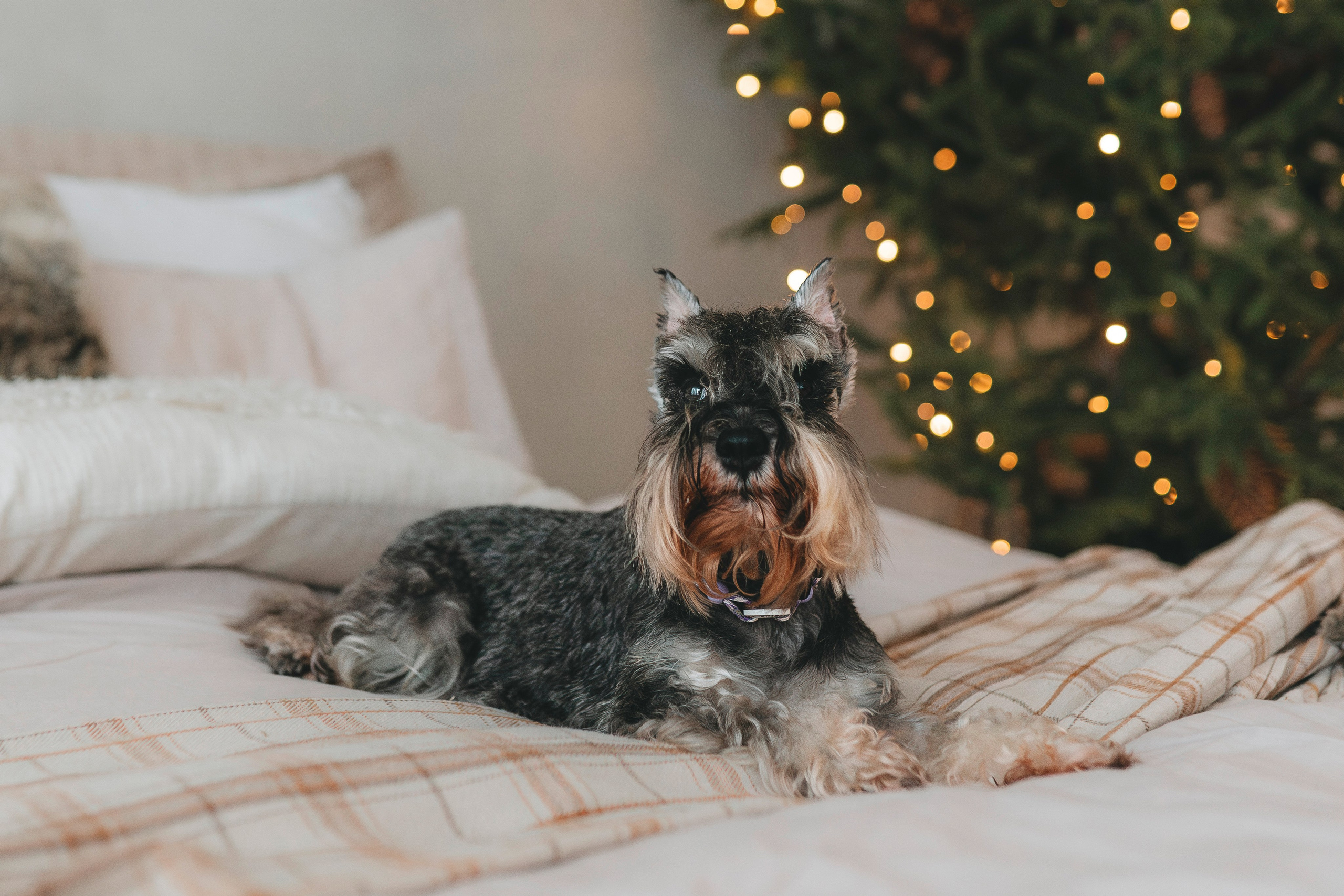Ольга и Сатори. Фотограф анималист в Спб недорого Олеся Майорова