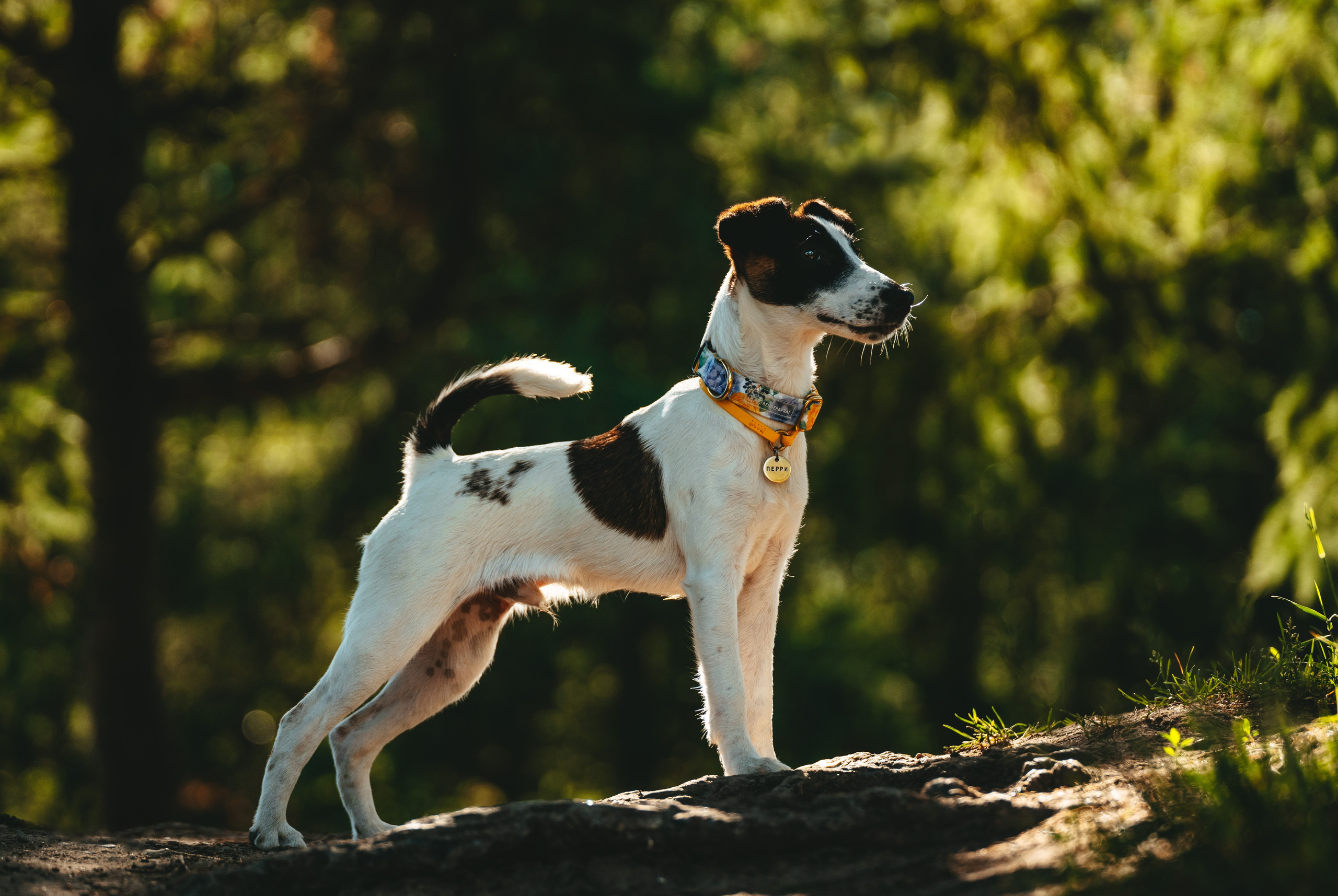 Ксения и Перри. Фотограф анималист в Спб недорого Олеся Майорова