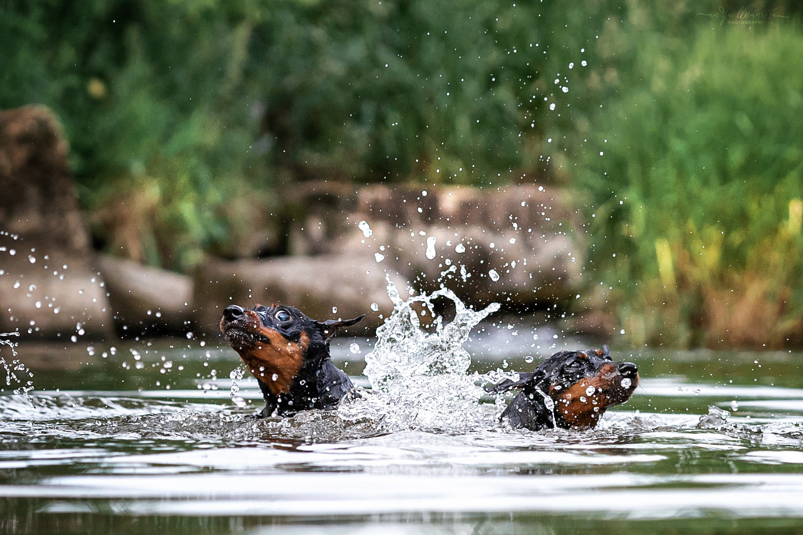 Водопады. Фотограф анималист Аня Ливанова | Рыбинск