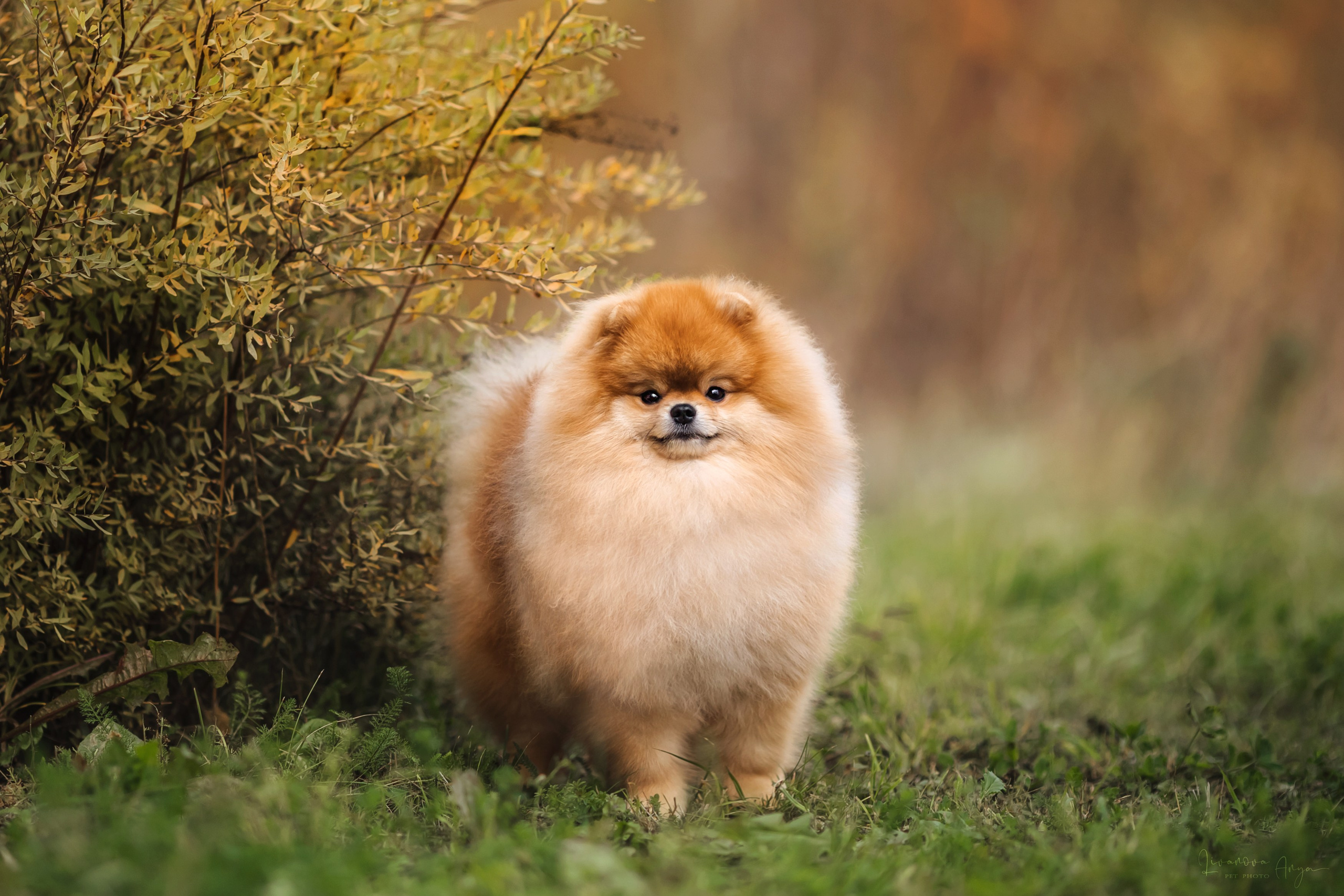 Шпицы и чихуахуа. Фотограф анималист Аня Ливанова | Рыбинск