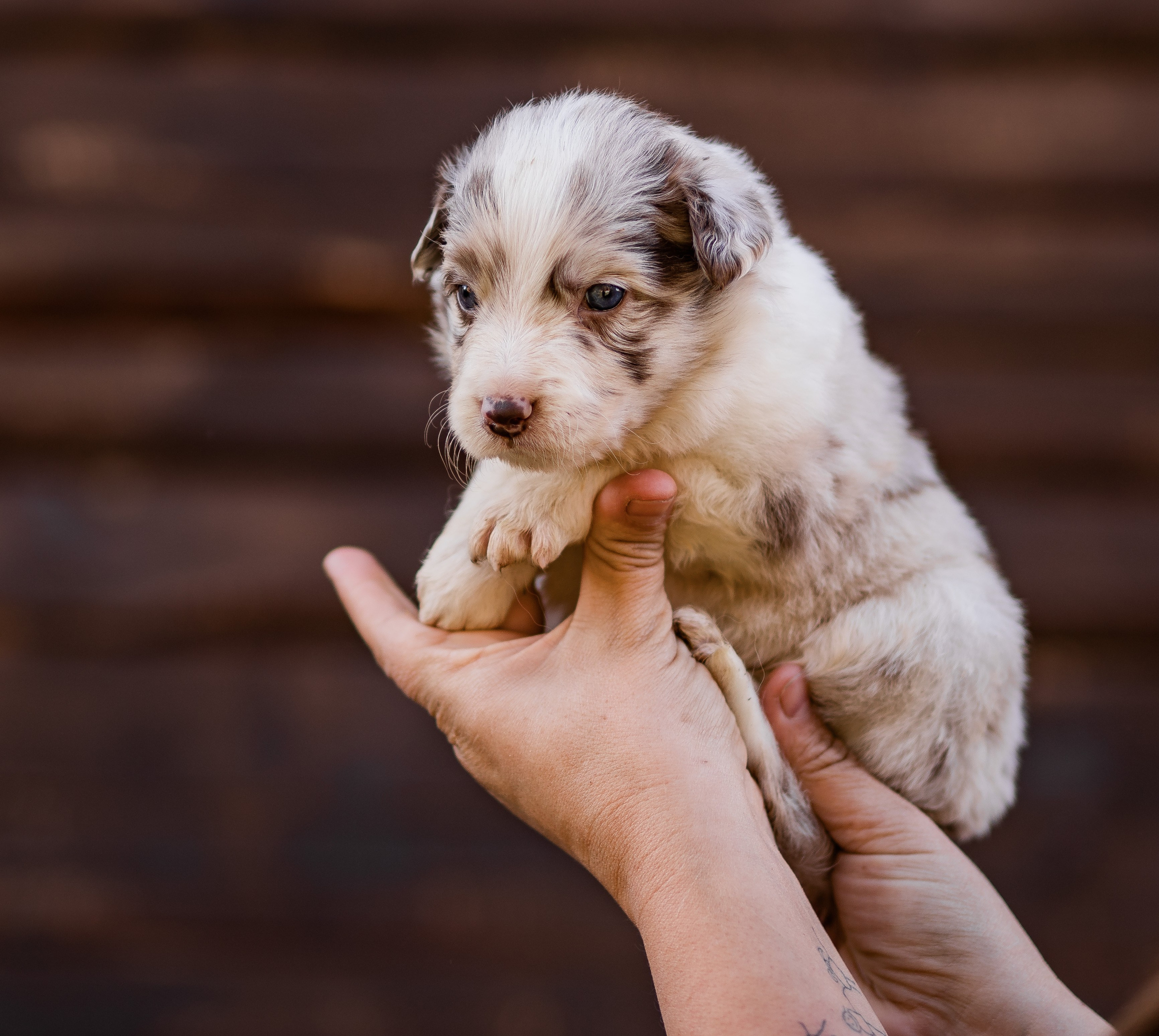 Фритсвит. Семейный фотограф Ефремова Виктория