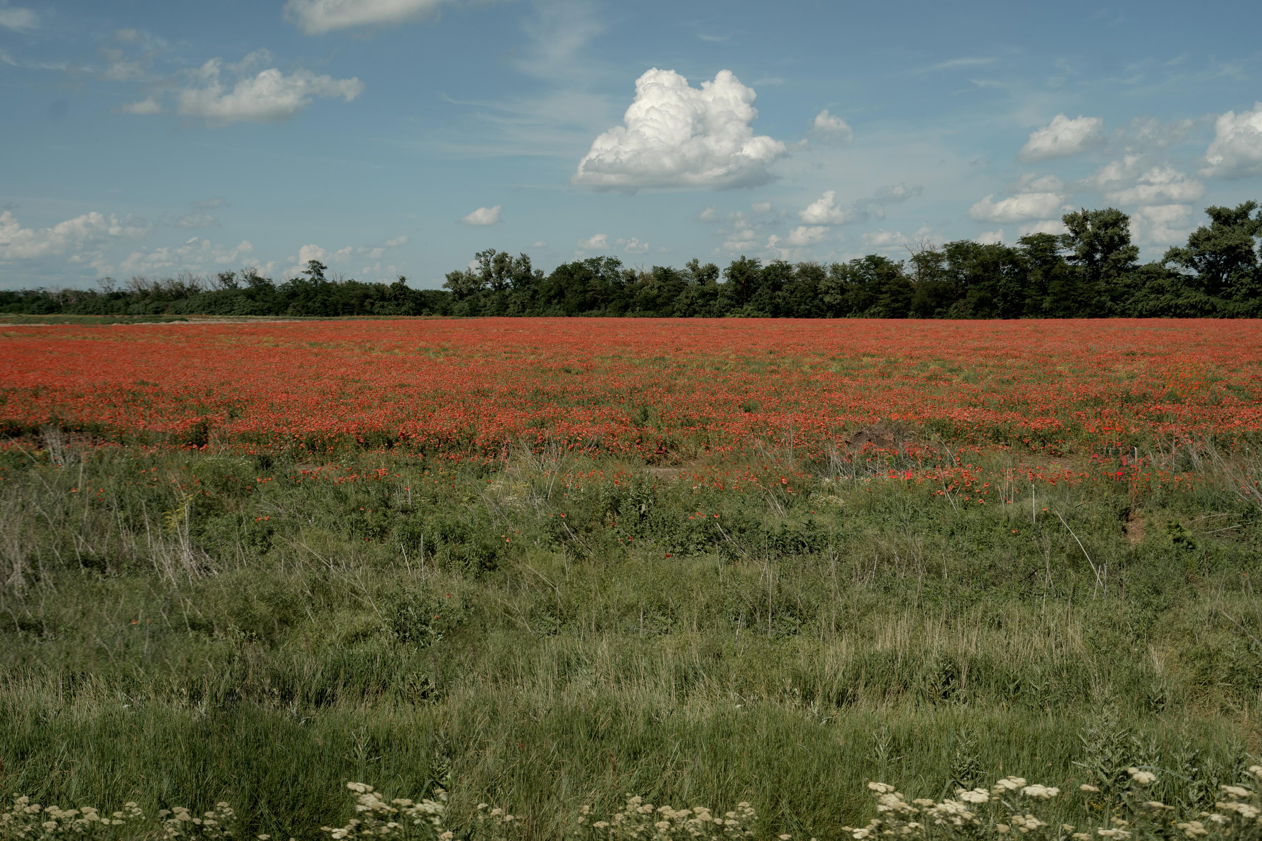 Николай и Диана