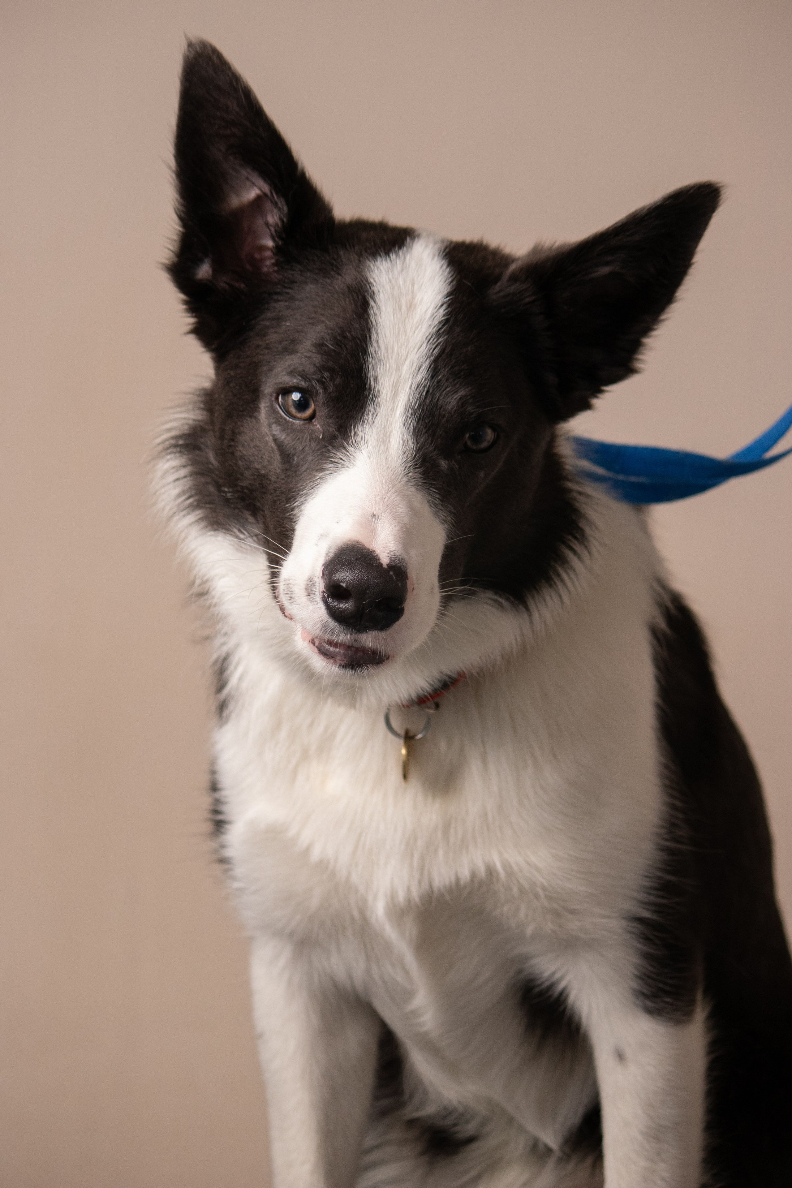 MOS`KA groom | Стрижки кошек и собак | НН. Фотограф в Нижнем Новгороде Екатерина Хисматулина