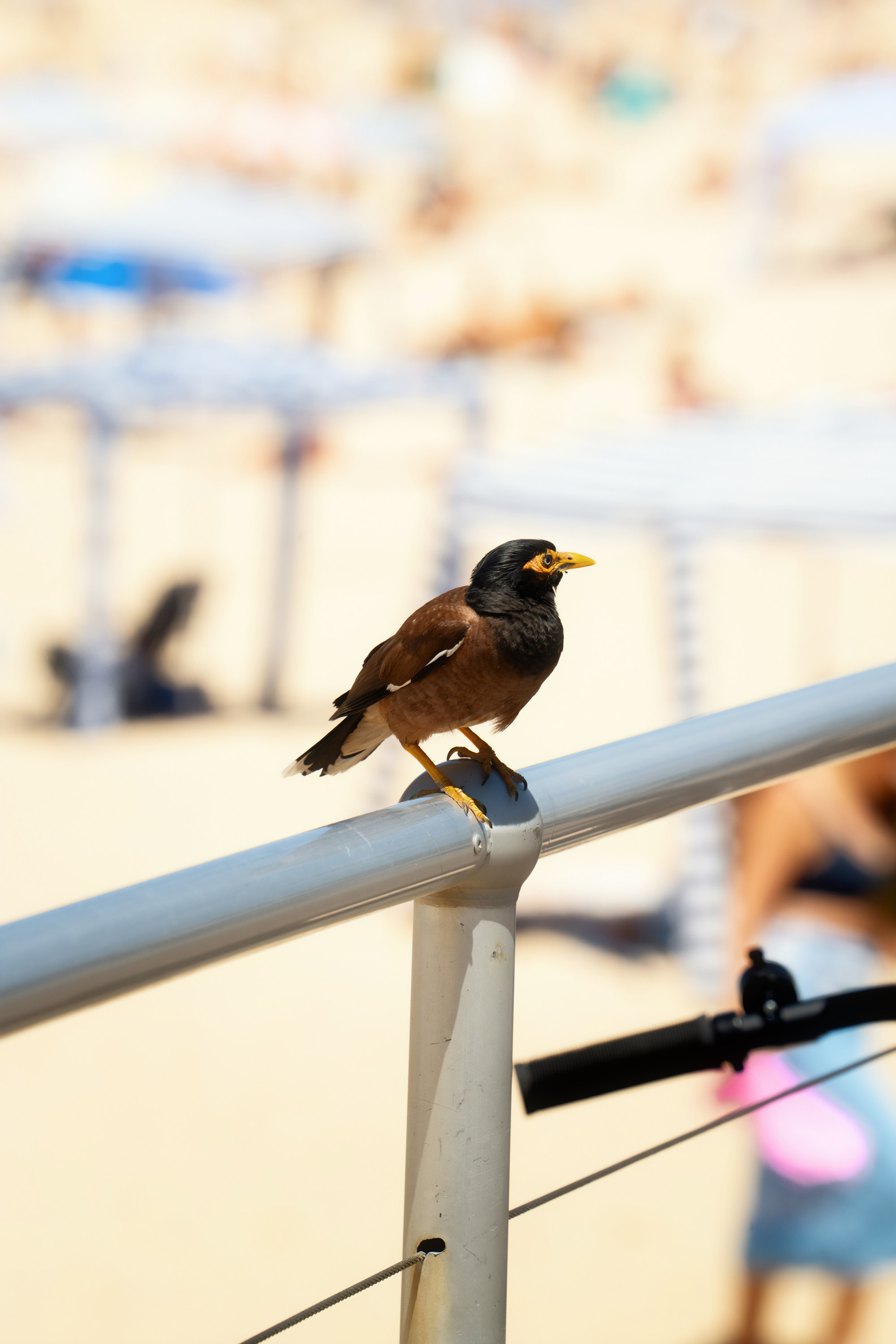 Австралия. Фотограф в Хабаровске. Фотография за 24 часа